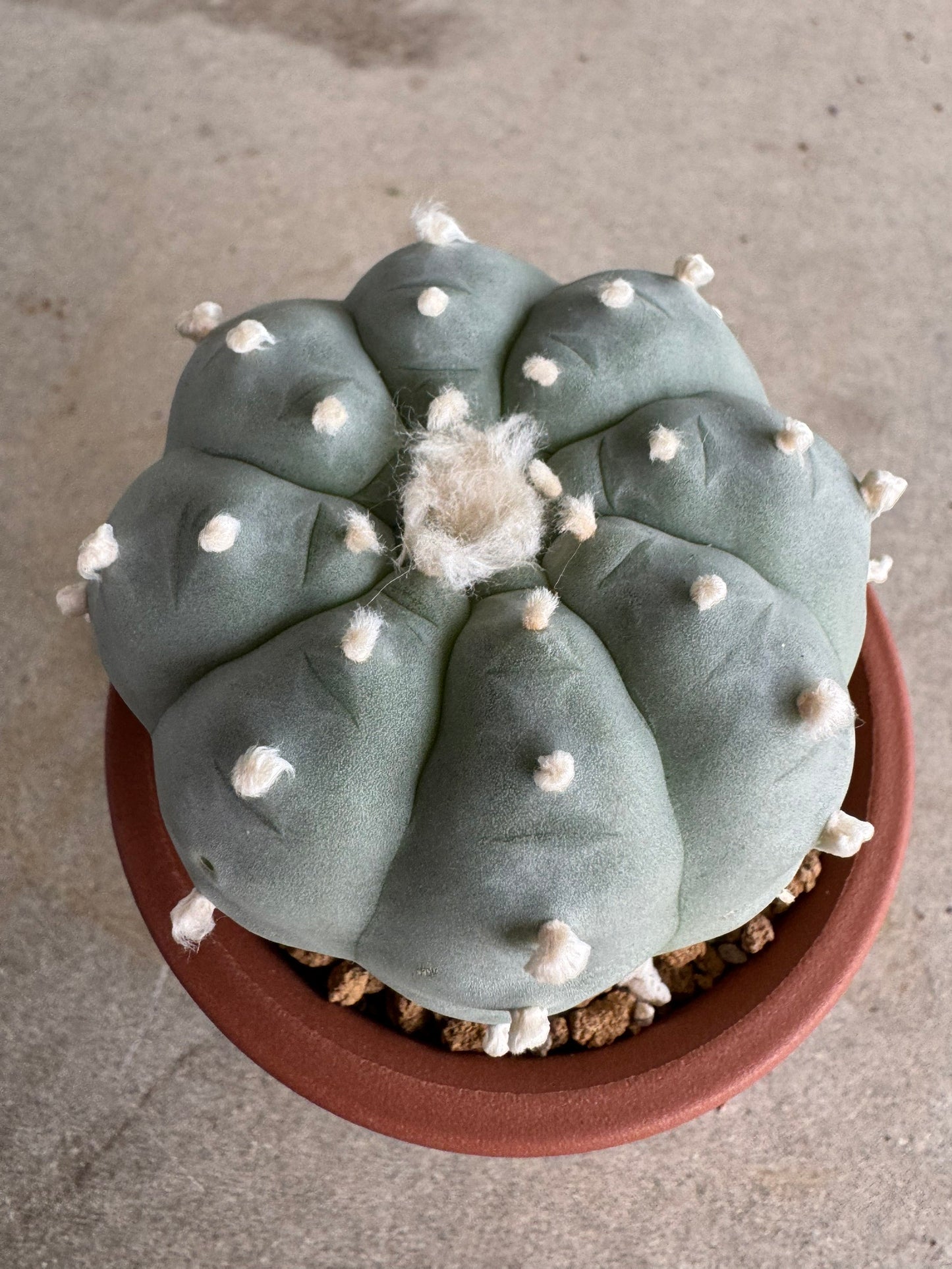 Lophophora williamsii v. texana (Seed-Grown) – Authentic Star Cactus