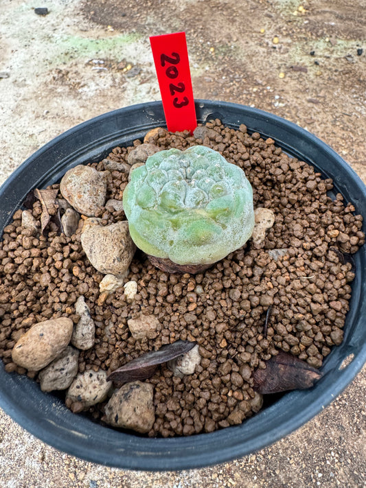Lophophora williamsii – Peyote Cactus (6–7 cm, Own Root)