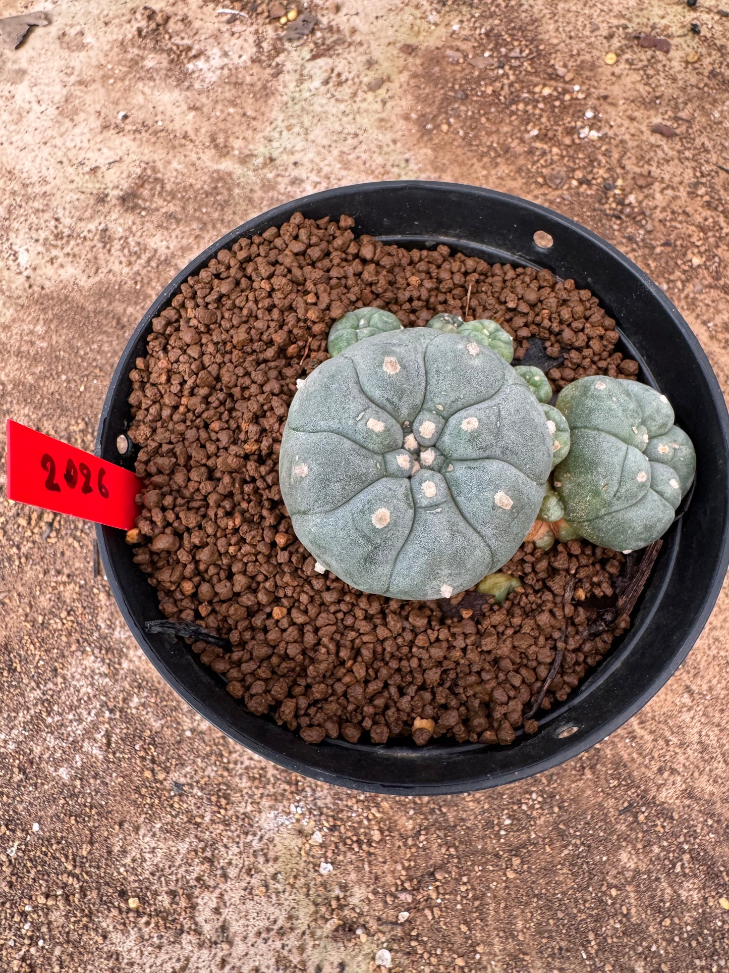 Lophophora williamsii – Peyote Cactus (6–7 cm, Own Root)