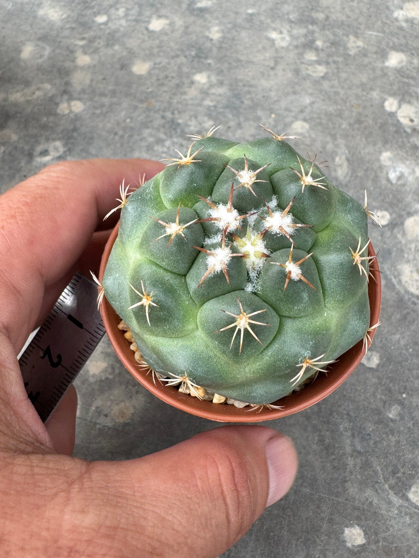 Coryphantha bumamma 'Green' (Japan Clone) – Premium Rooted Offshoot