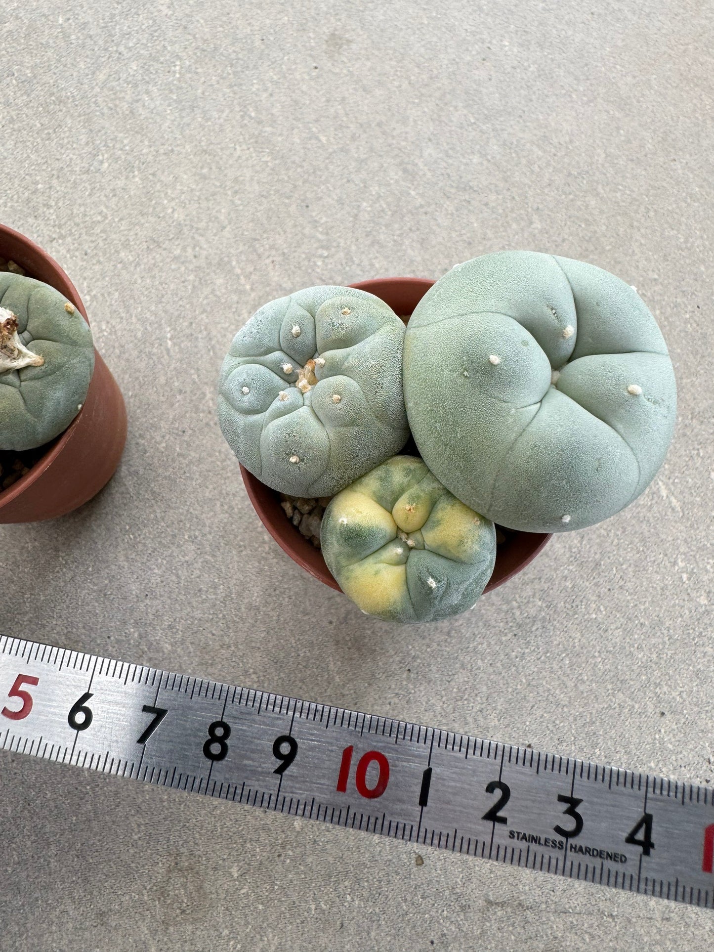 Rare Variegated Lophophora fricii Set | 2-Pot Collector's Bundle