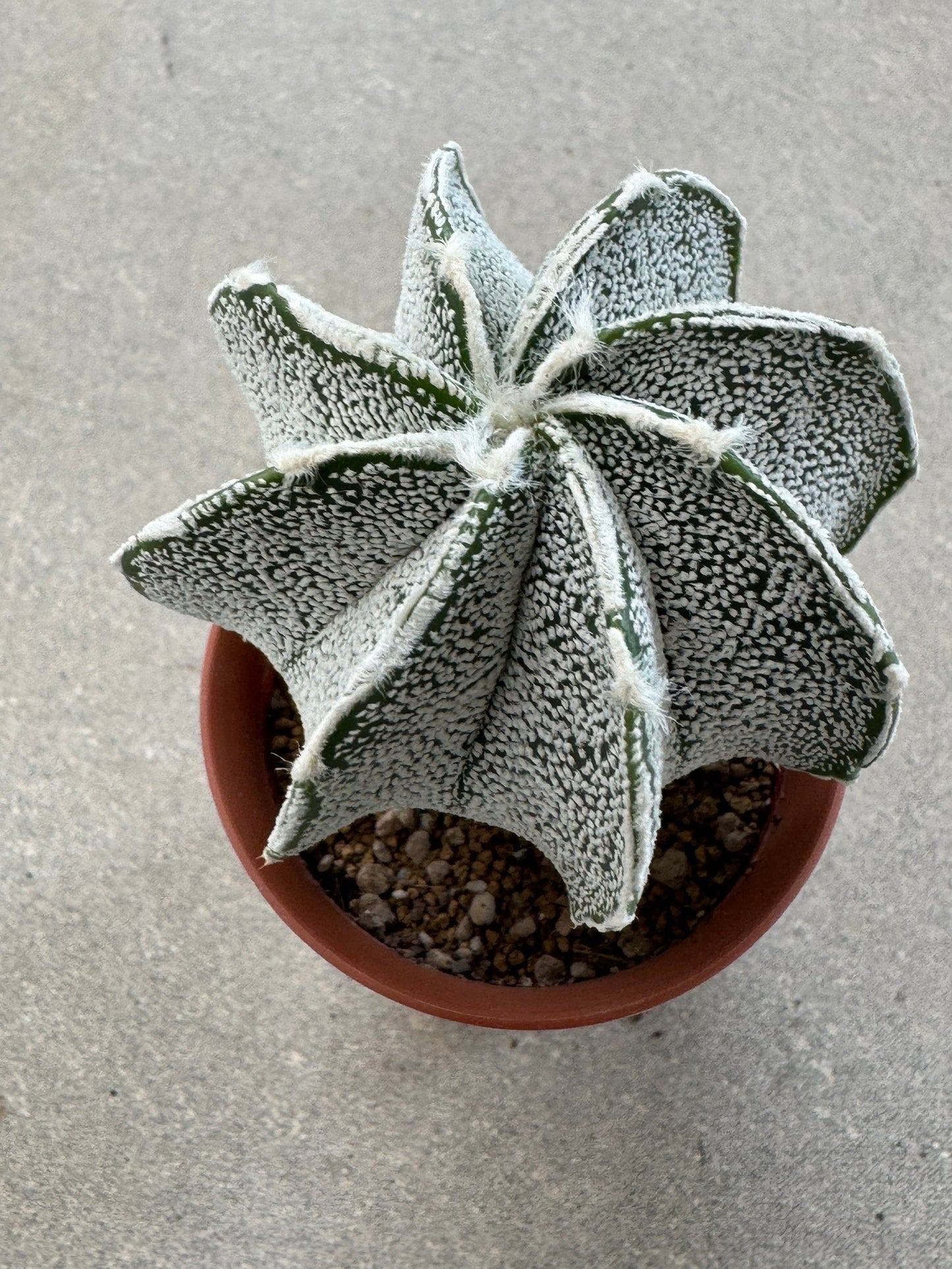 Astrophytum ornatum x coahuilense | Premium Collector's Hybrid