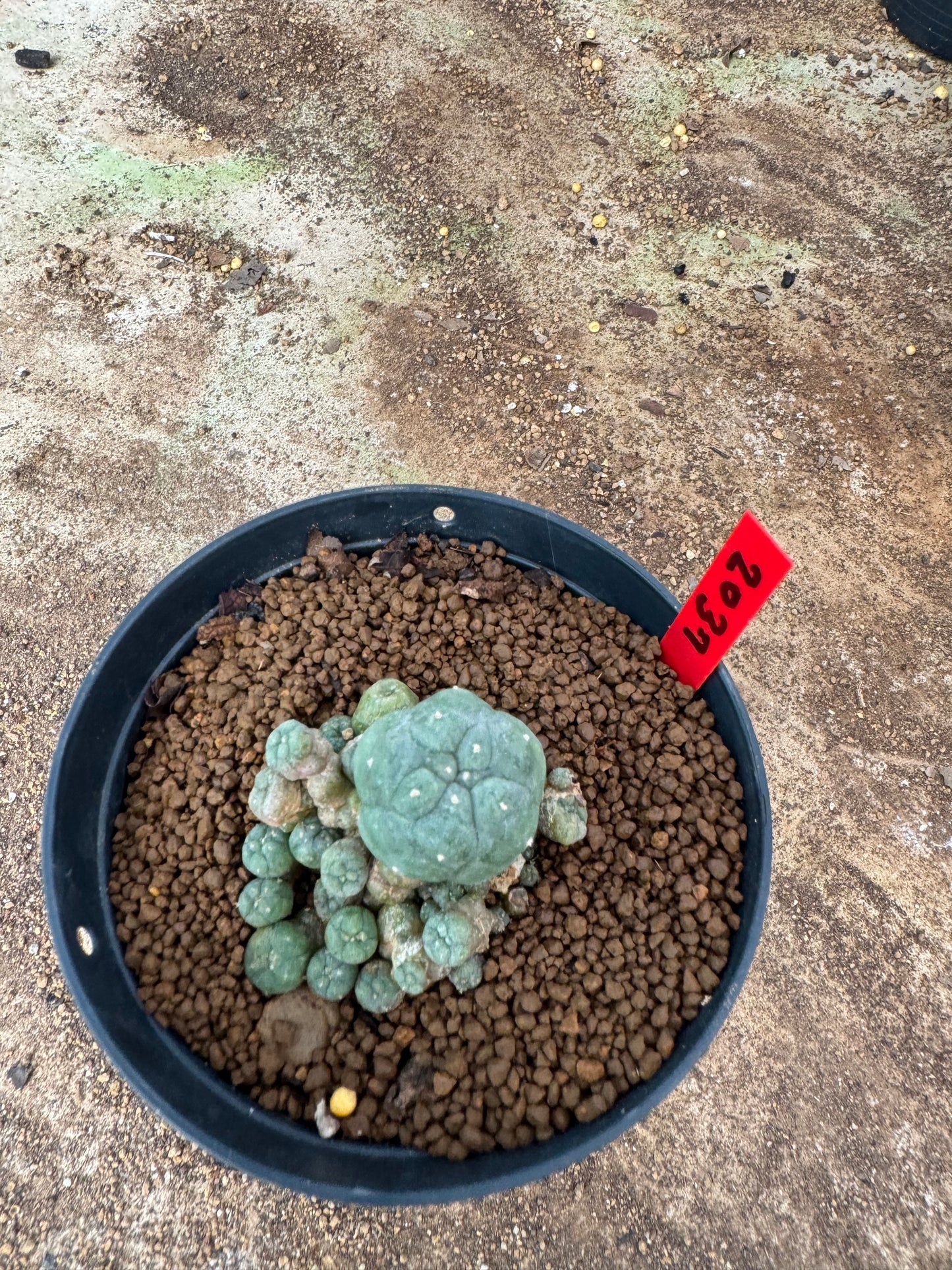 Lophophora williamsii – Peyote Cactus (4-6 cm, Own Root)