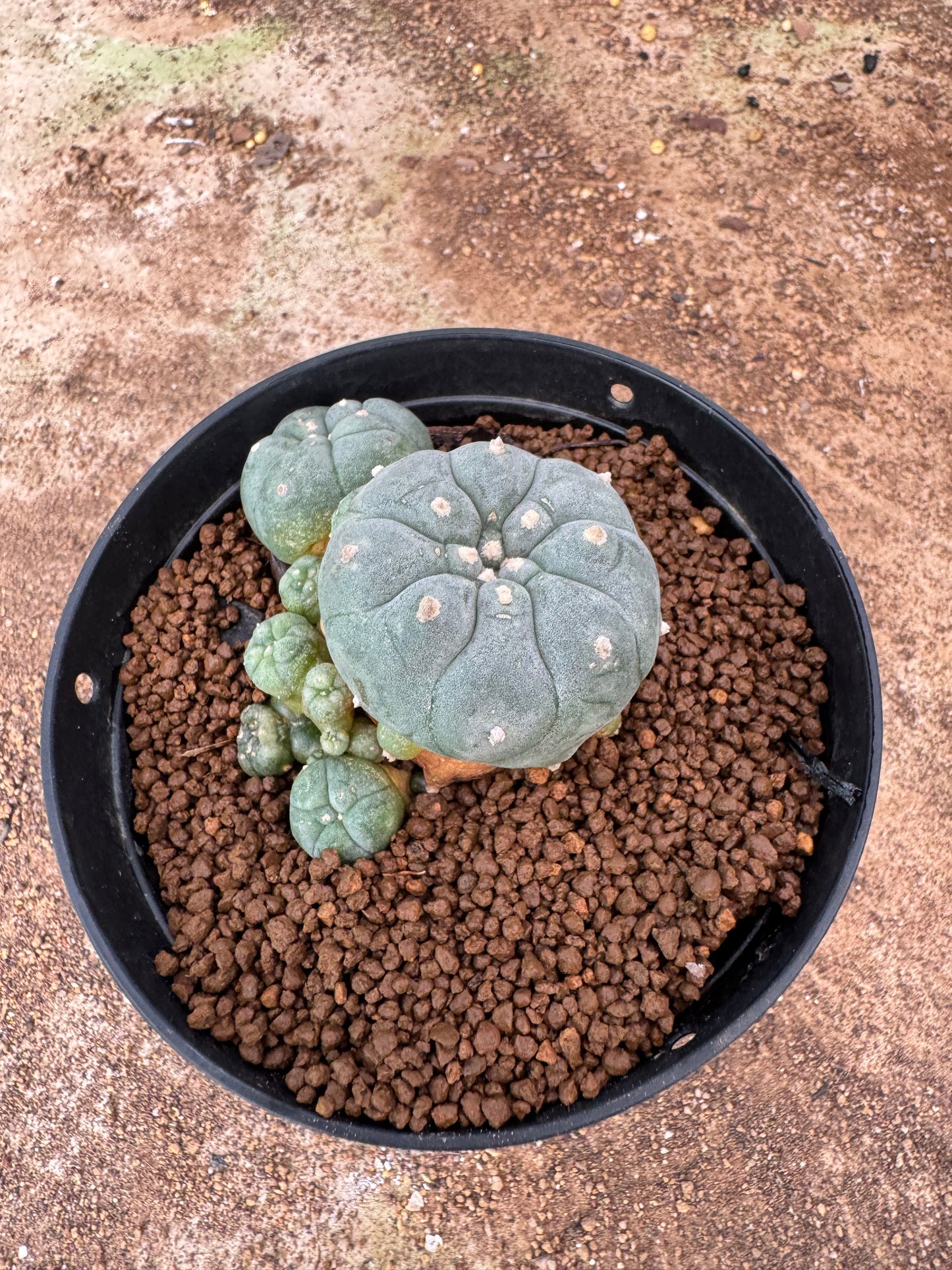 Lophophora williamsii – Peyote Cactus (6–7 cm, Own Root)