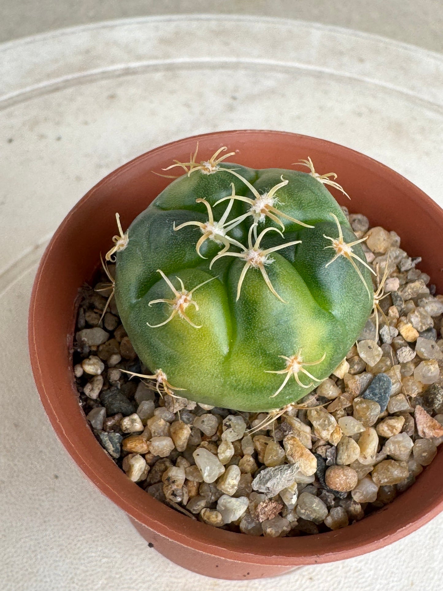 Gymnocalycium 'Kaiomaru' Variegated | Premium Seed-Grown Spider Spine Cactus
