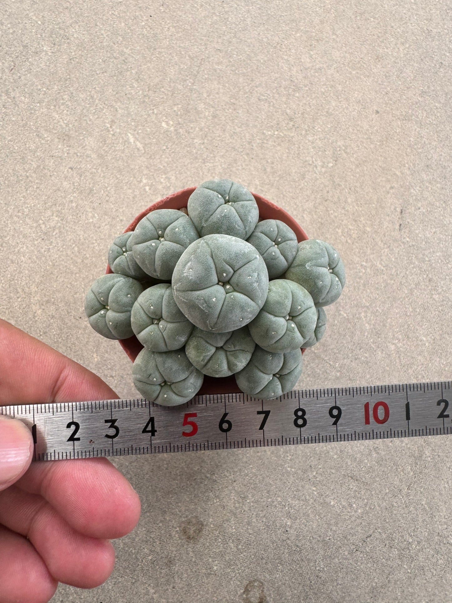 Aesthetic Lophophora williamsii f. caespitosa (Seed-Grown) – Perfect Form