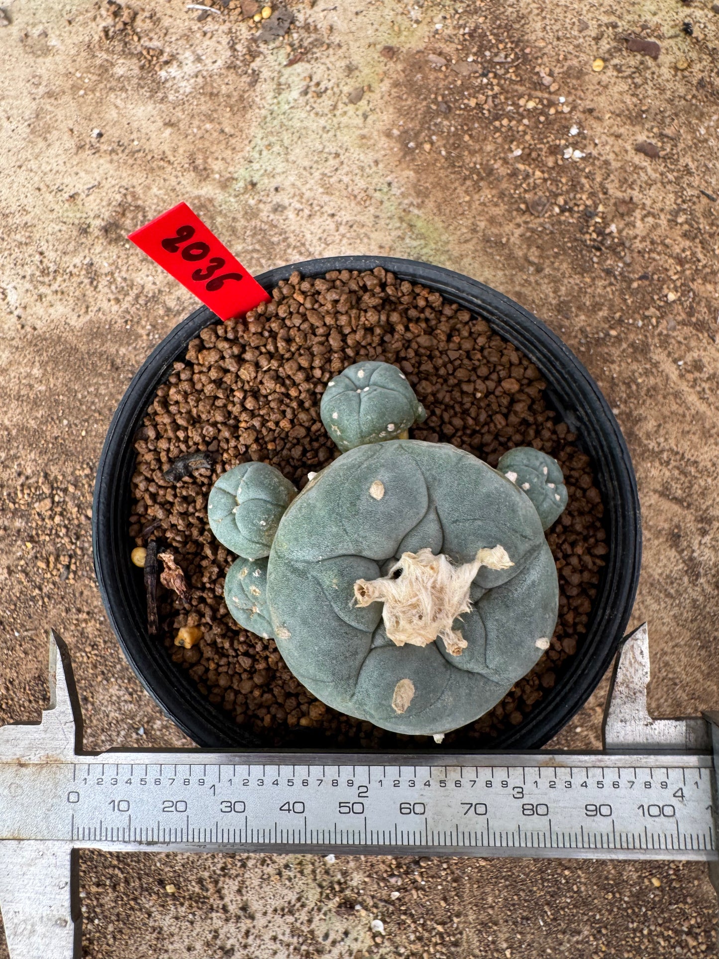 Lophophora williamsii – Peyote Cactus (4-6 cm, Own Root)
