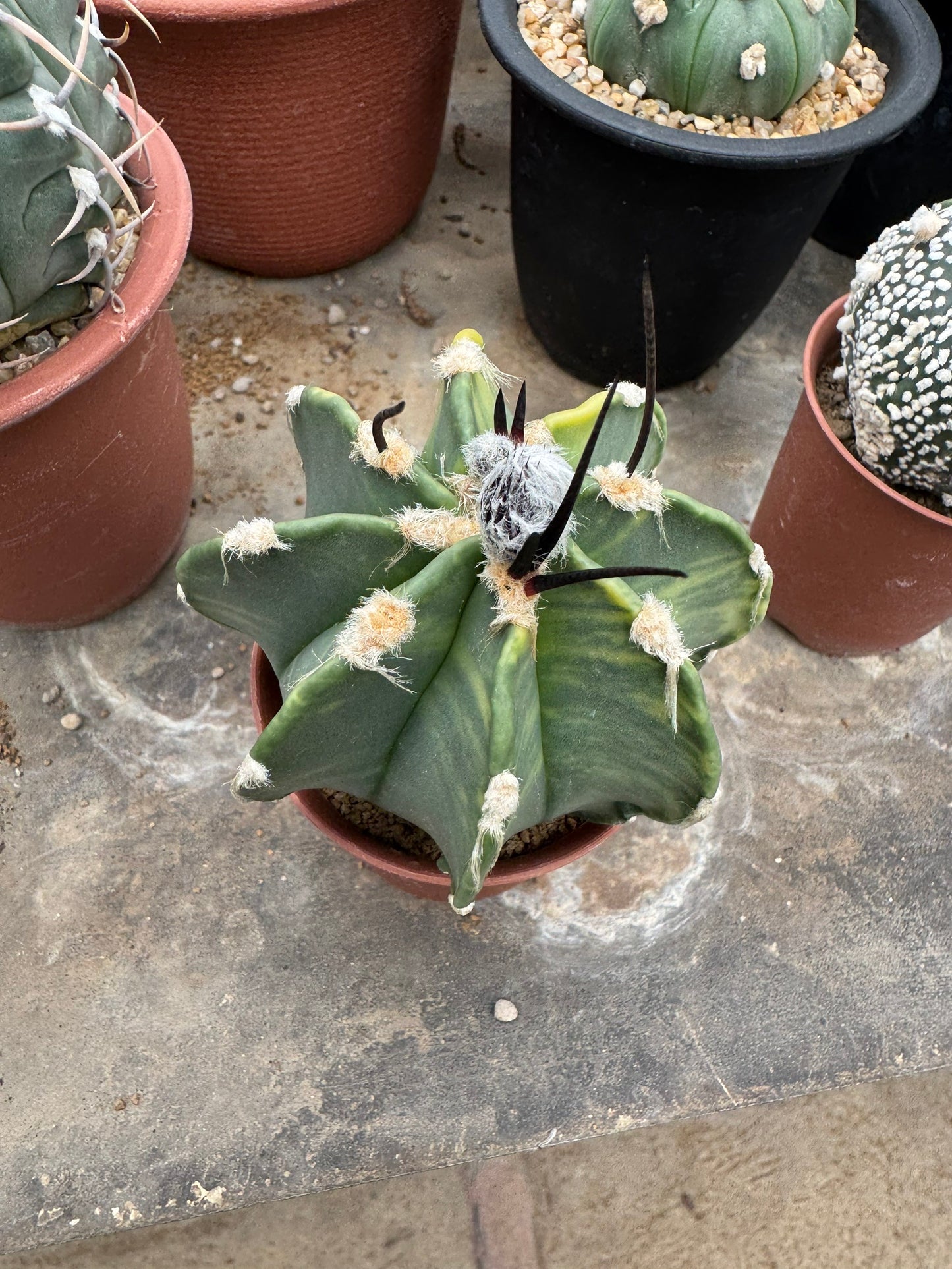 Astrophytum capricorne v. crassispinum | Premium Seed-Grown Nudum Goat's Horn Cactus