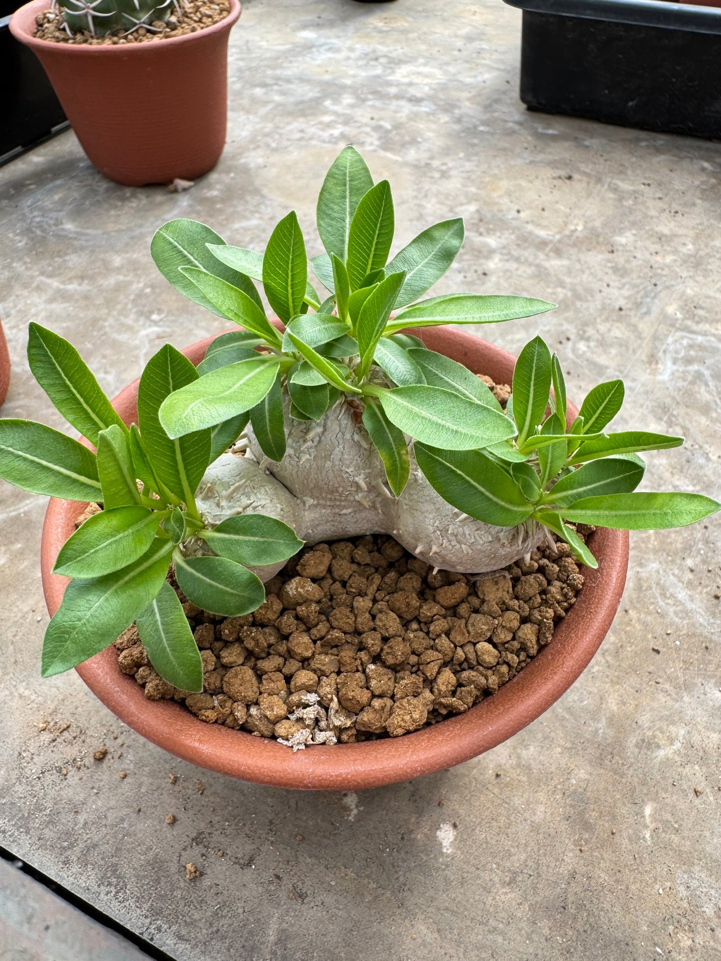 Pachypodium brevicaule (Seed-Grown) – Rare Caudiciform Plant