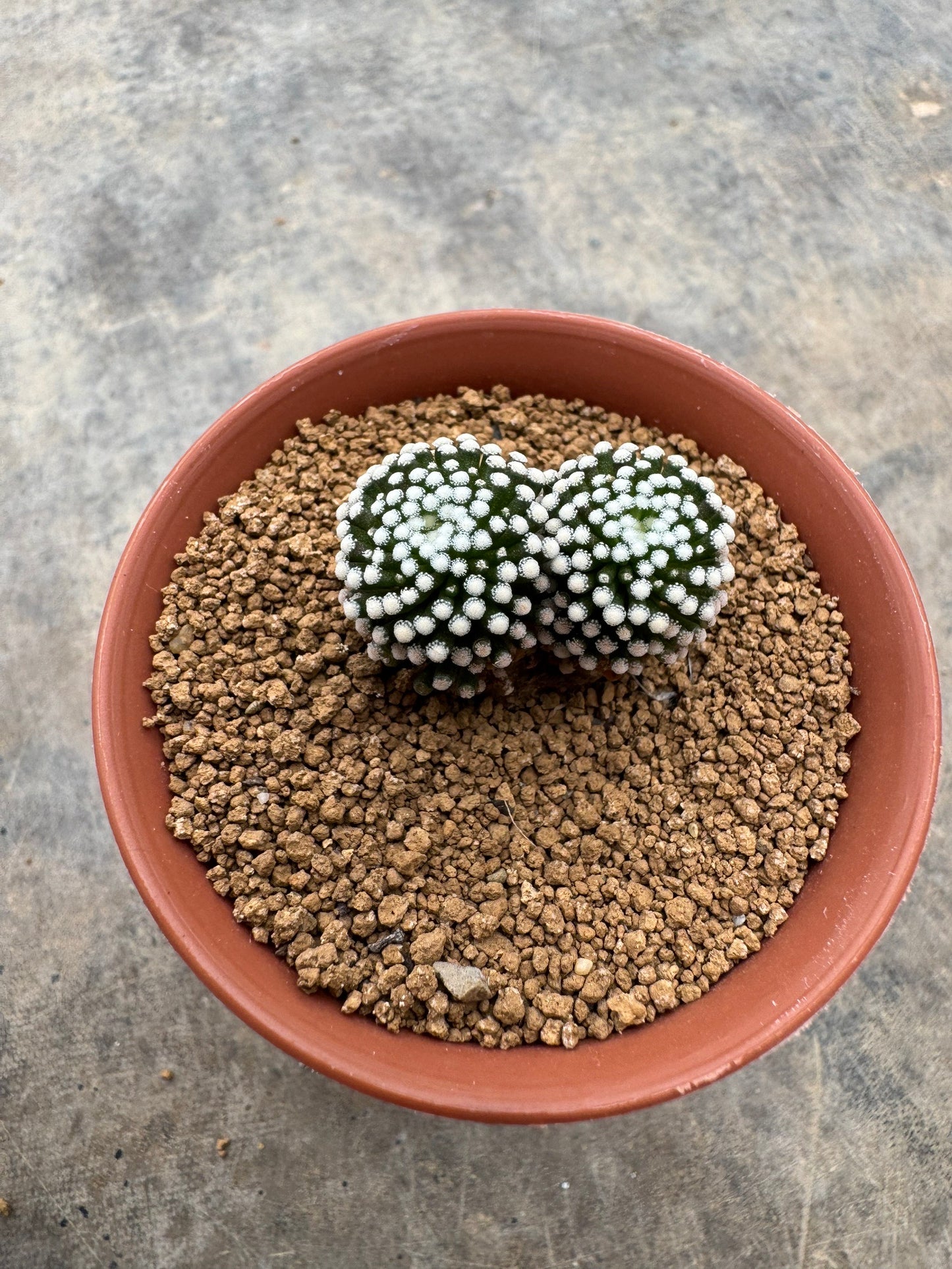 Mammillaria luethyi Double Head | Premium Seedling Cactus (3-4 cm)