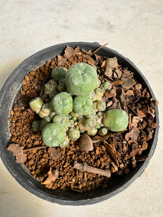 Lophophora williamsii – Peyote Cactus (6–7 cm, Own Root)