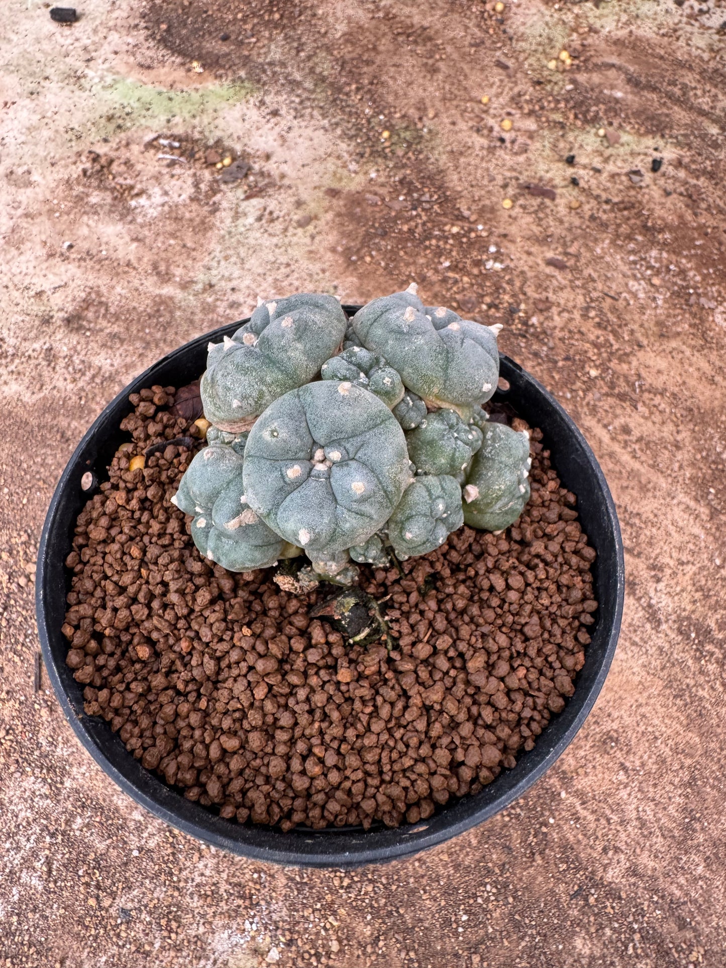 Lophophora williamsii – Peyote Cactus (6–7 cm, Own Root)
