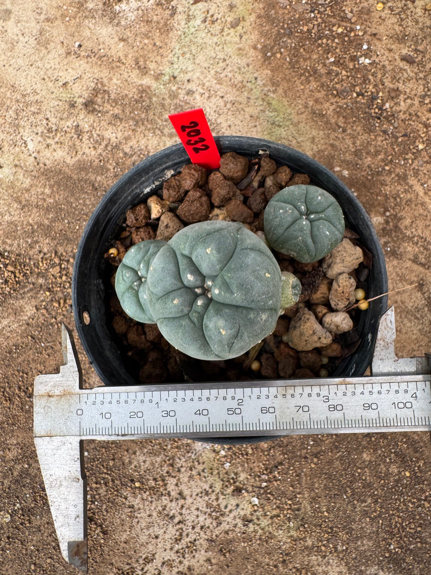 Lophophora williamsii – Peyote Cactus (4-6 cm, Own Root)