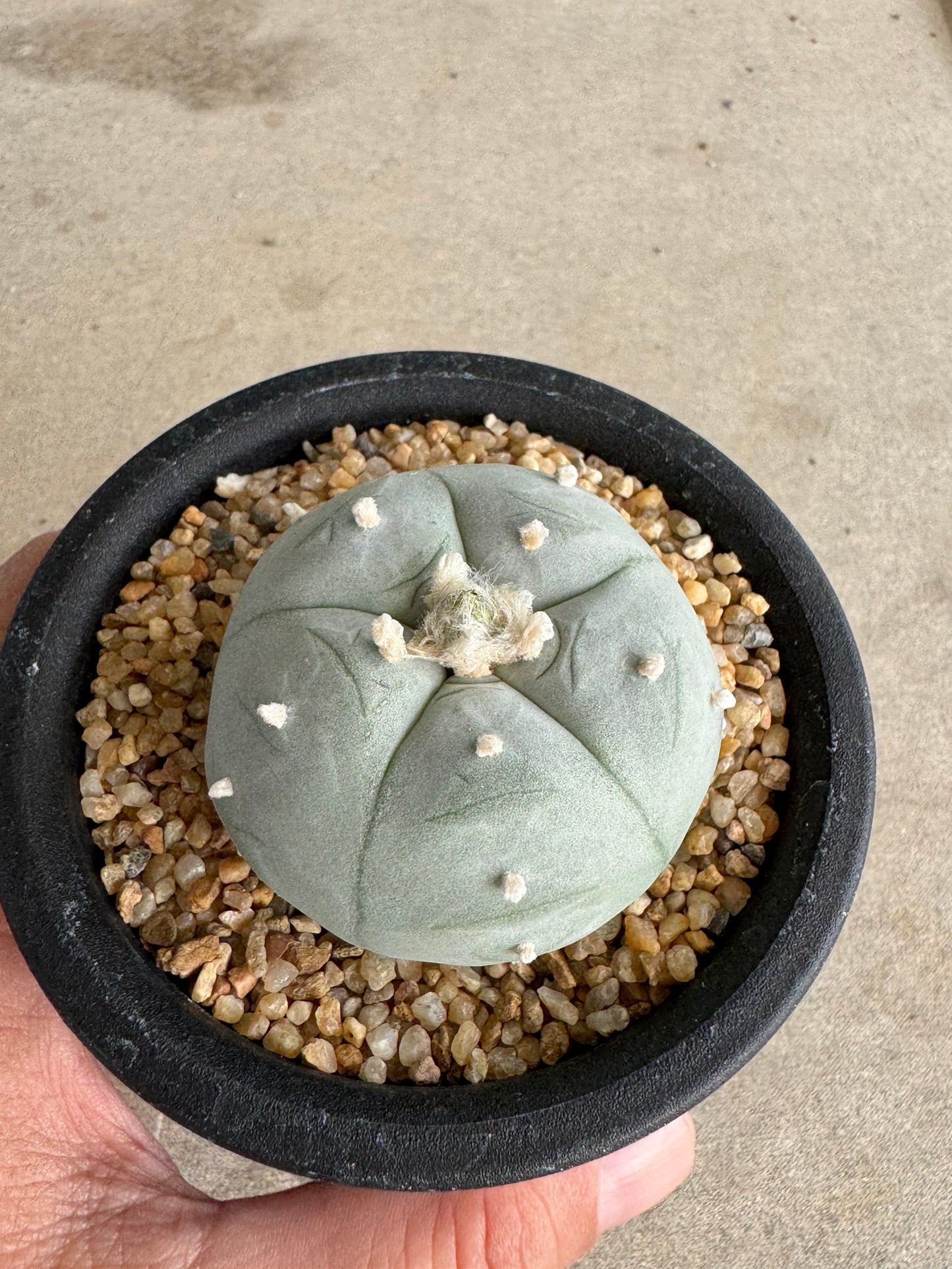 Lophophora williamsii v. texana (Seed-Grown) – Authentic Star Cactus