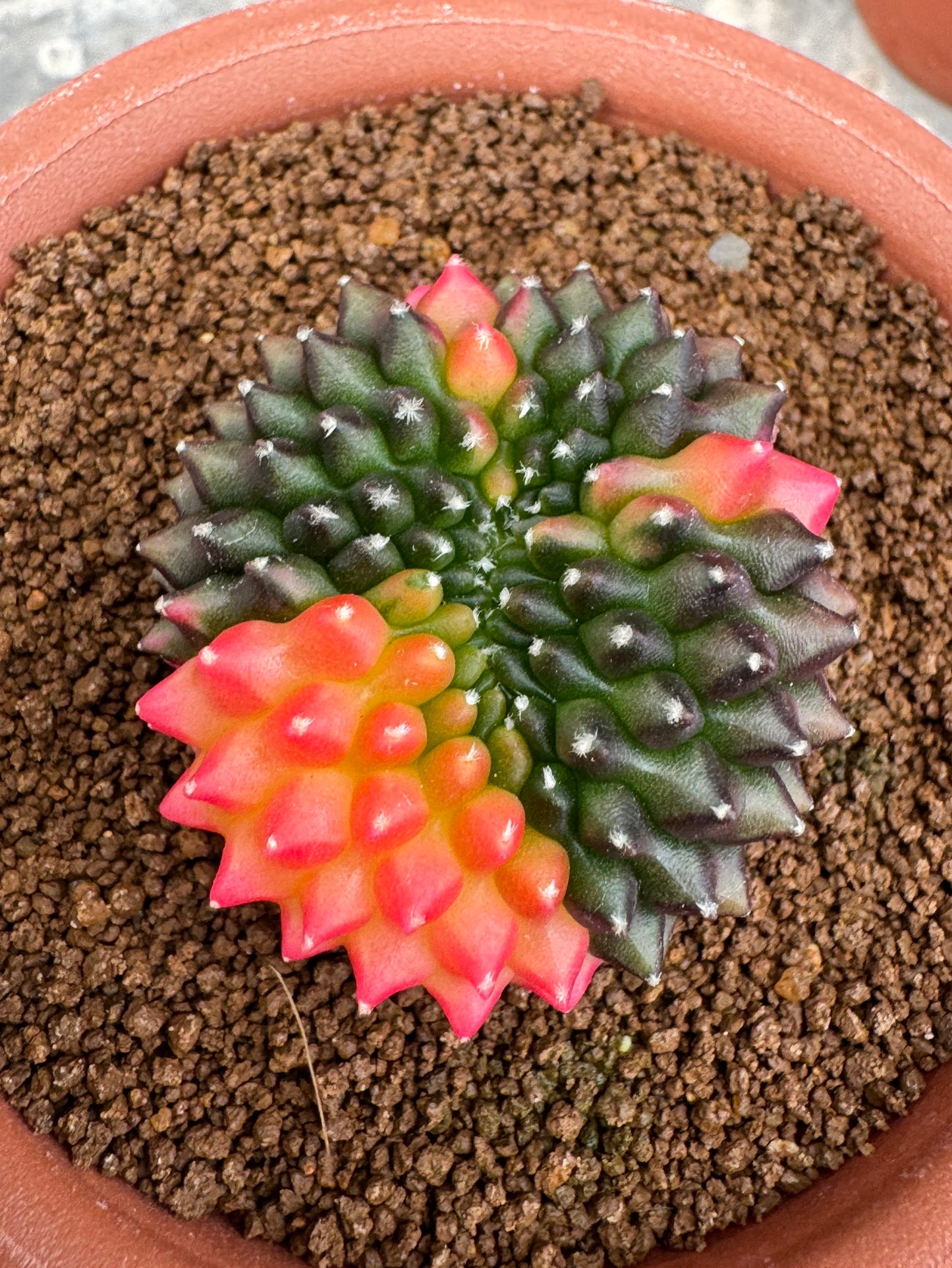 Gymnocalycium Cristata Variegated | Spineless & Seed-Grown Premium Cactus