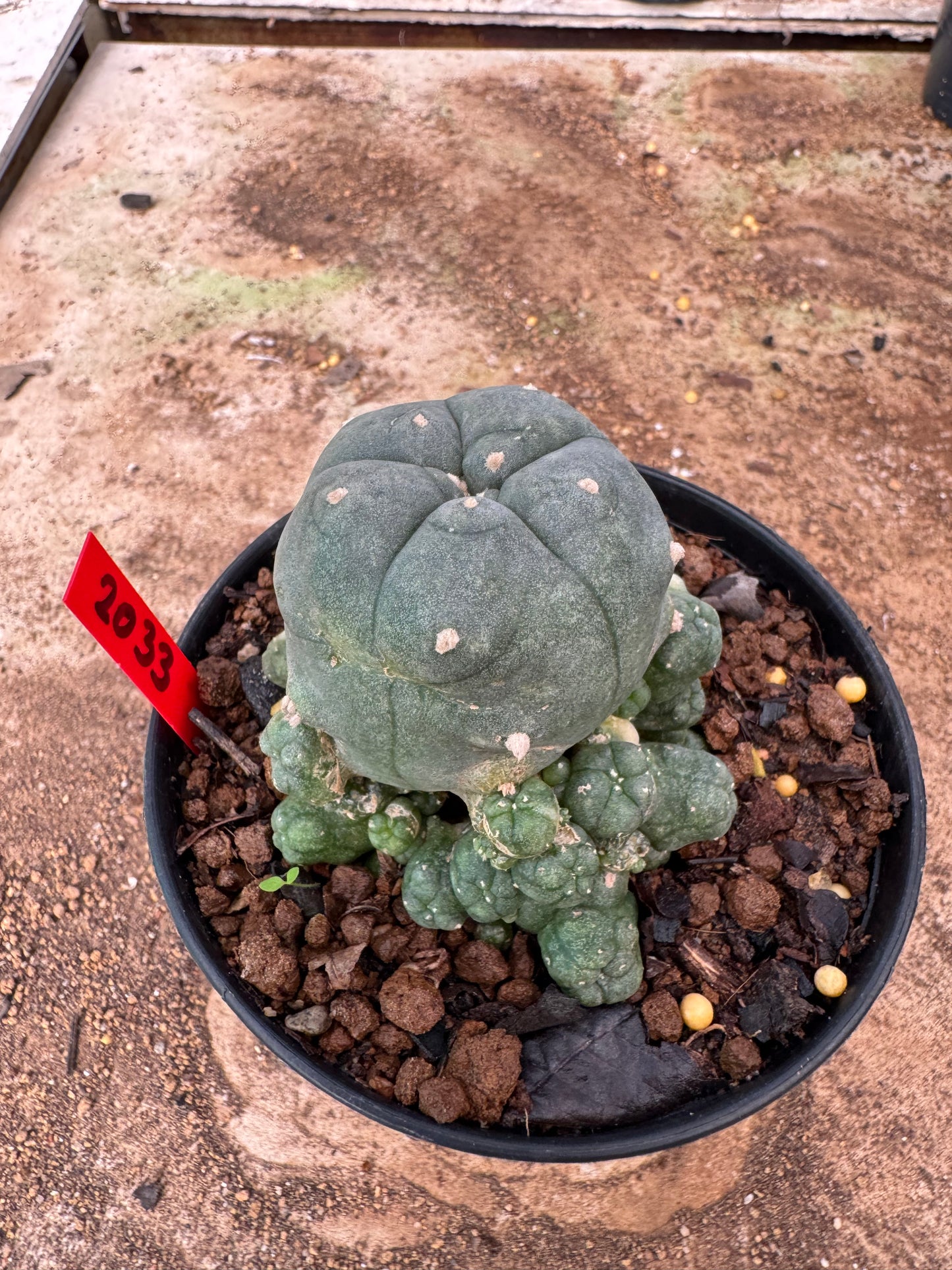 Lophophora williamsii – Peyote Cactus (4-6 cm, Own Root)