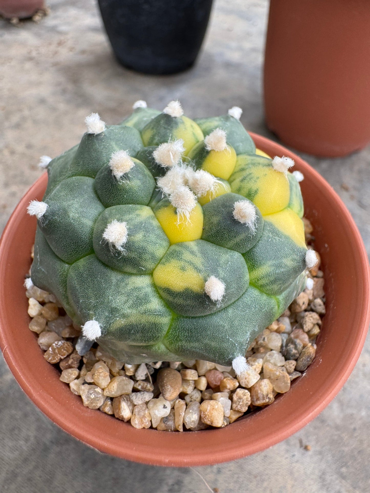 Rare Astrophytum asterias nudum 'Kikko' (Seed-Grown) – Premium Collector's Cactus