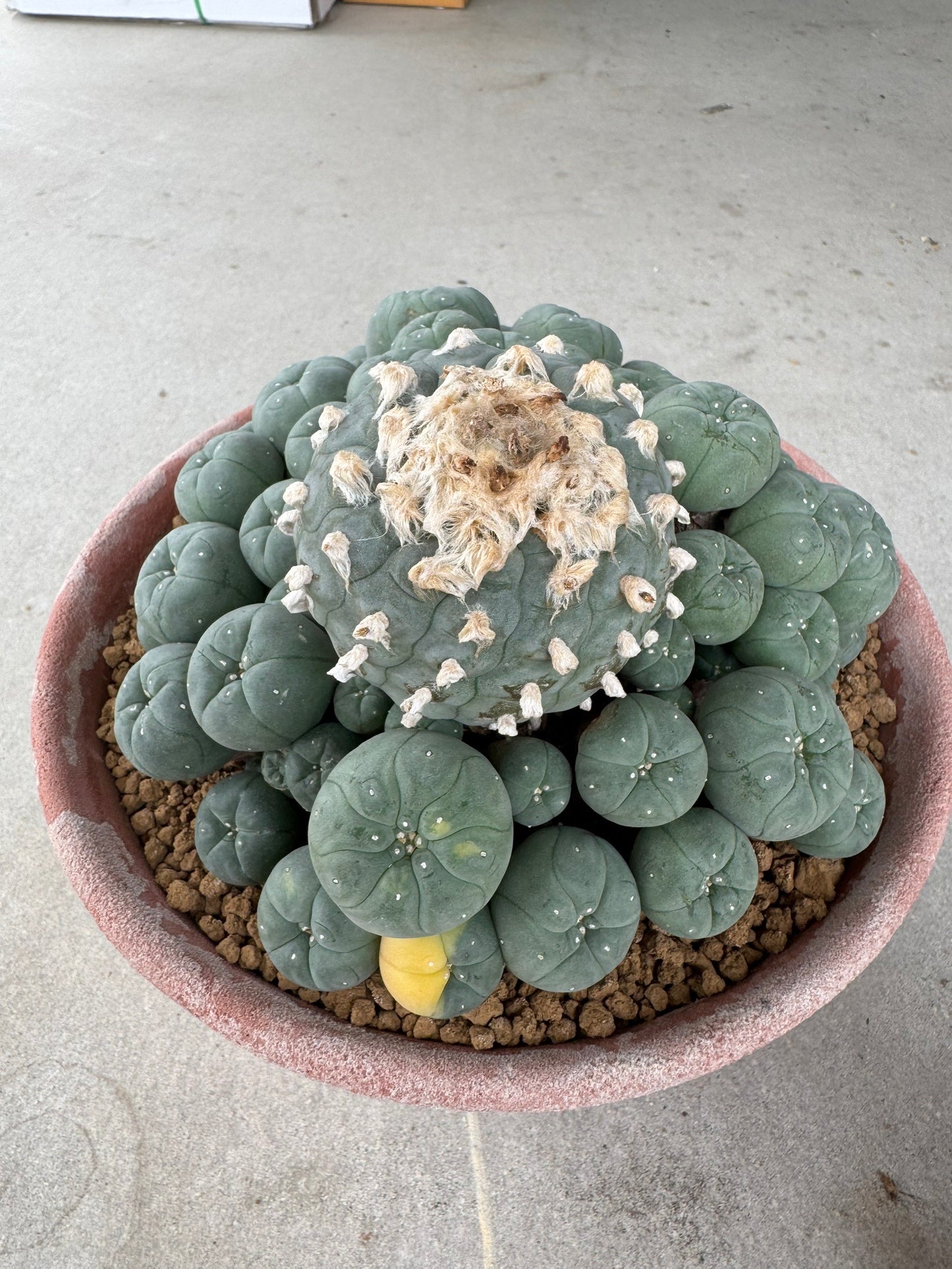 Lophophora williamsii variegated– Peyote Cactus (Seed Grown, 3-3.5 cm, Own Root) 30 years old