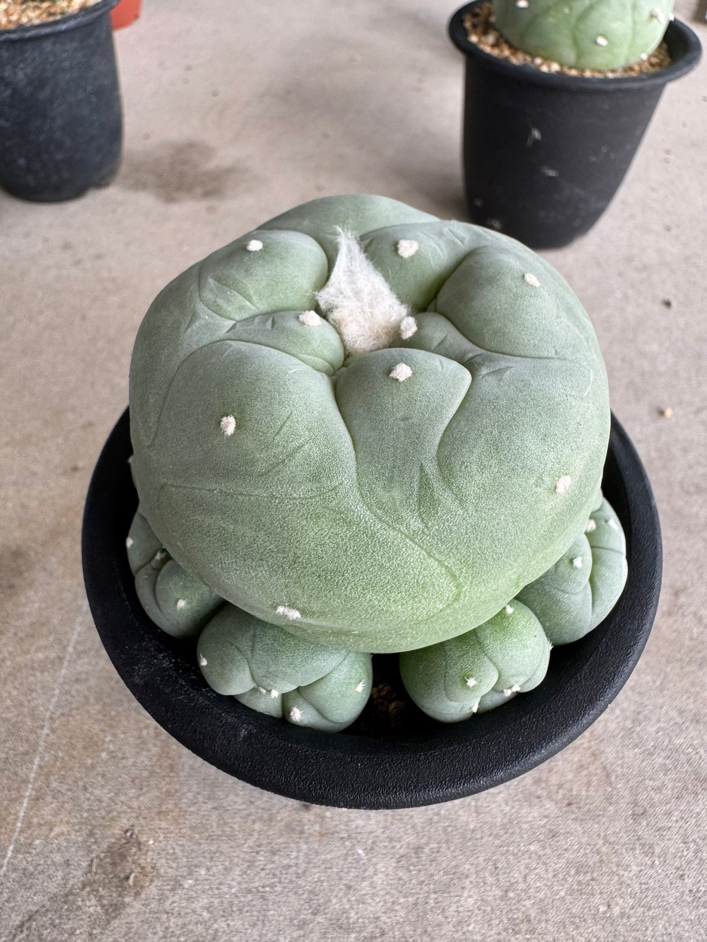 Rare Seed-Grown Lophophora diffusa | Premium Established Seedling (Own Roots) (Copy)