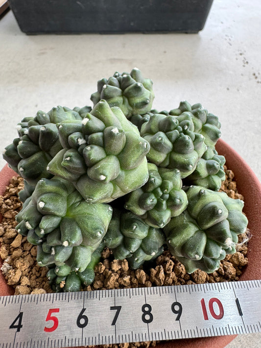 Gymnocalycium mihanovichii f. monstrose | Spineless & Seed-Grown Cactus (7-10cm)