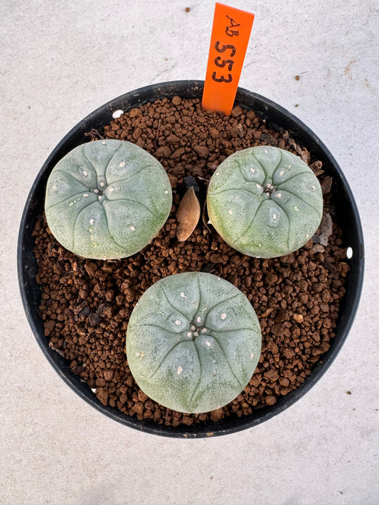 Lophophora williamsii – Peyote Cactus (6–7 cm, Own Root)