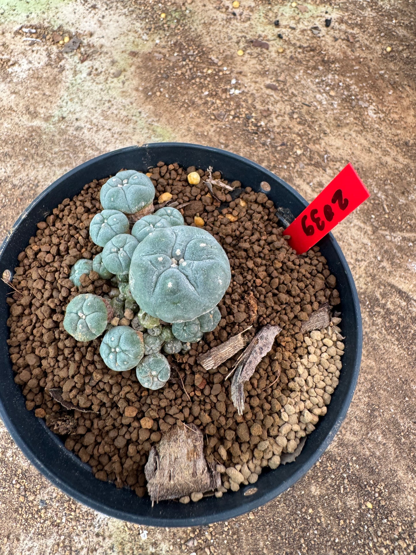 Lophophora williamsii – Peyote Cactus (4-6 cm, Own Root)