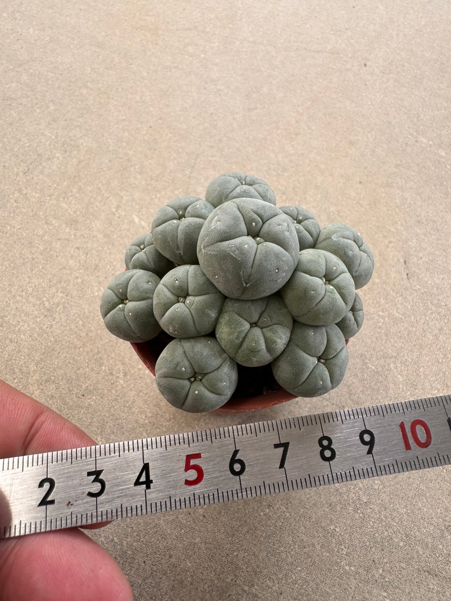 Aesthetic Lophophora williamsii f. caespitosa (Seed-Grown) – Perfect Form