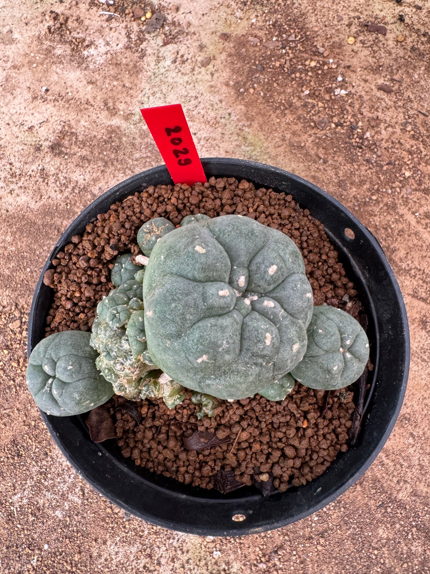 Lophophora williamsii – Peyote Cactus (6–7 cm, Own Root)
