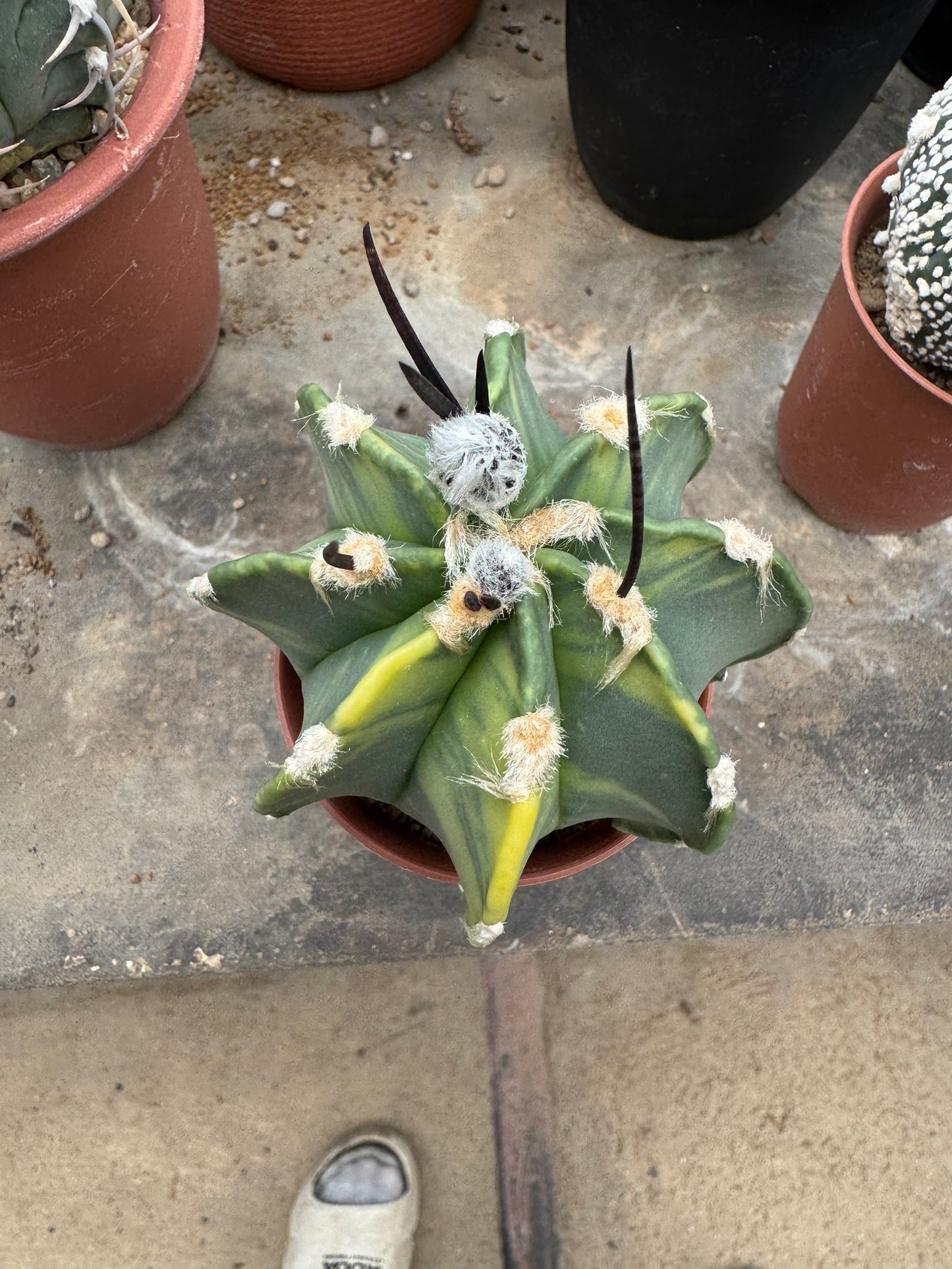 Astrophytum capricorne v. crassispinum | Premium Seed-Grown Nudum Goat's Horn Cactus