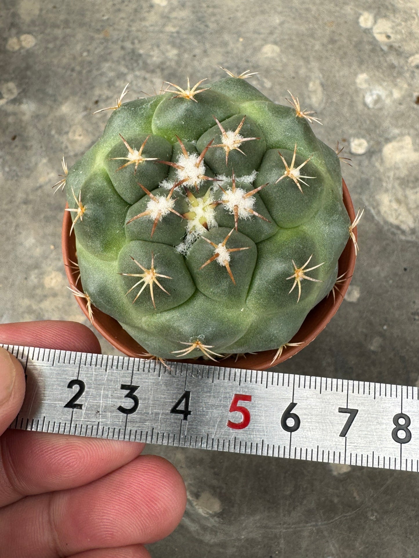 Coryphantha bumamma 'Green' (Japan Clone) – Premium Rooted Offshoot
