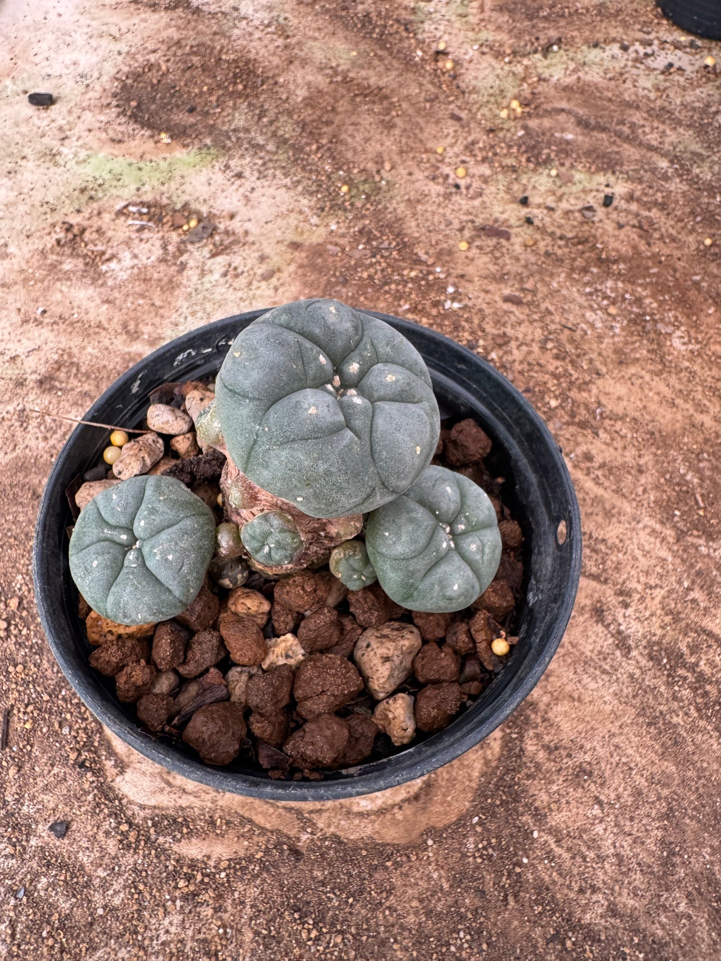 Lophophora williamsii – Peyote Cactus (4-6 cm, Own Root)