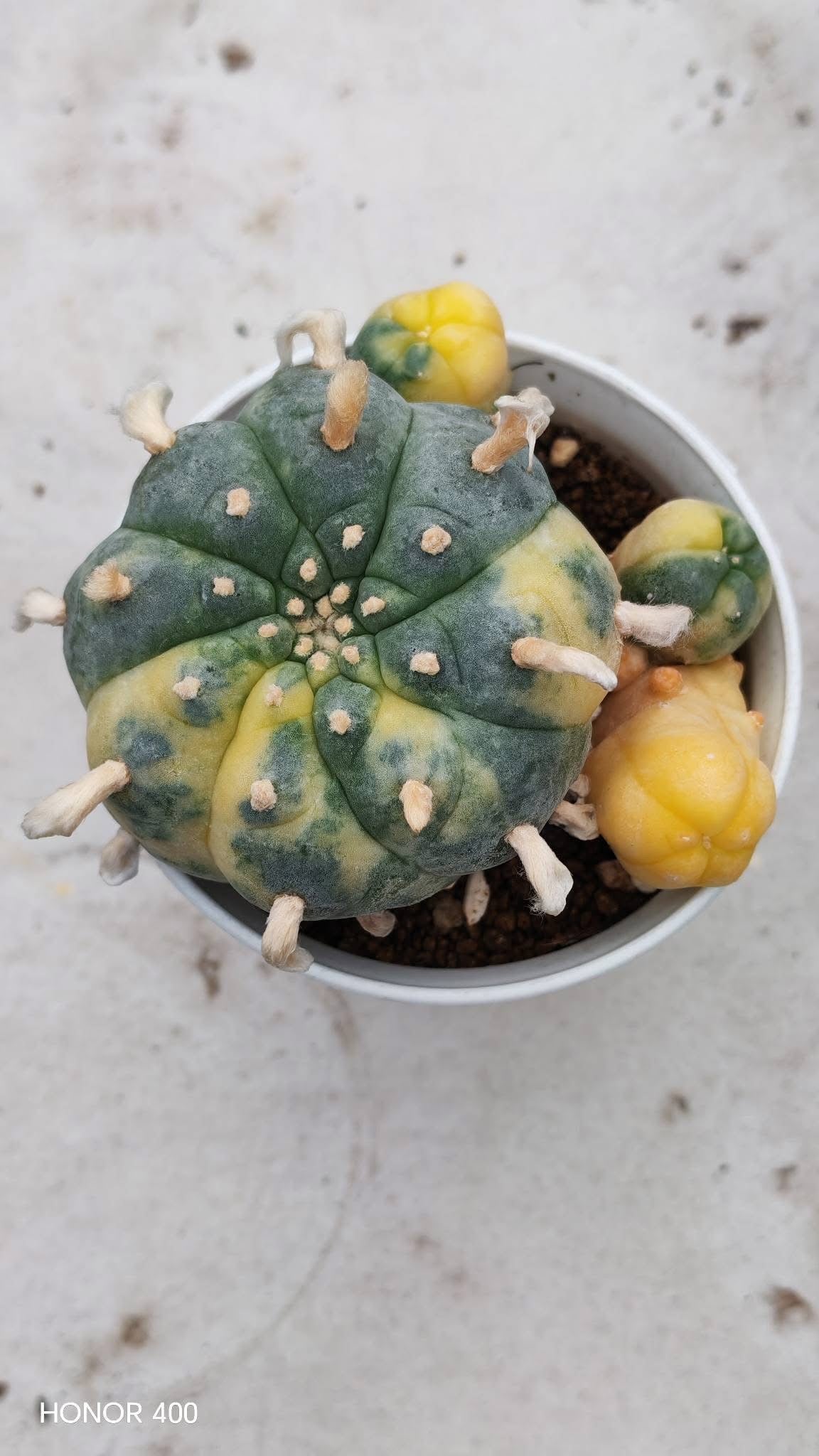Lophophora williamsii variegated– Peyote Cactus (Seed Grown, 3-3.5 cm, Own Root) 15 years old