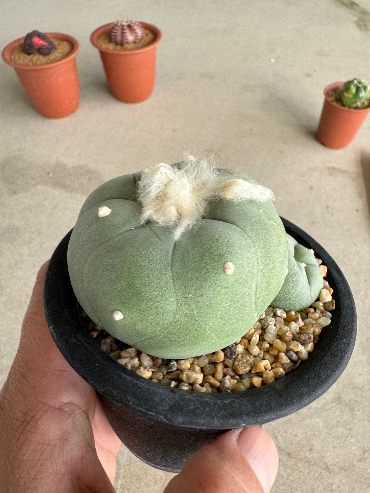 Rare Seed-Grown Lophophora diffusa | Premium Established Seedling (Own Roots)