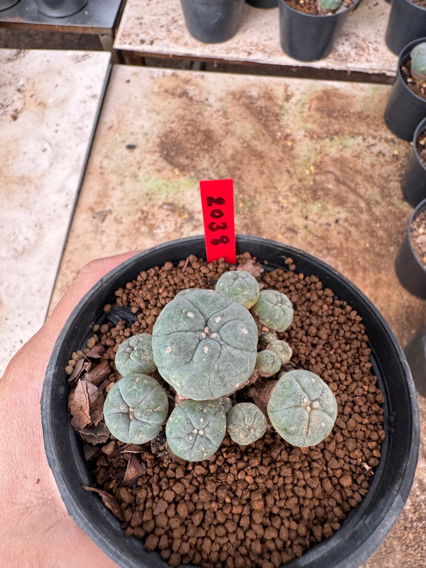 Lophophora williamsii – Peyote Cactus (4-6 cm, Own Root)