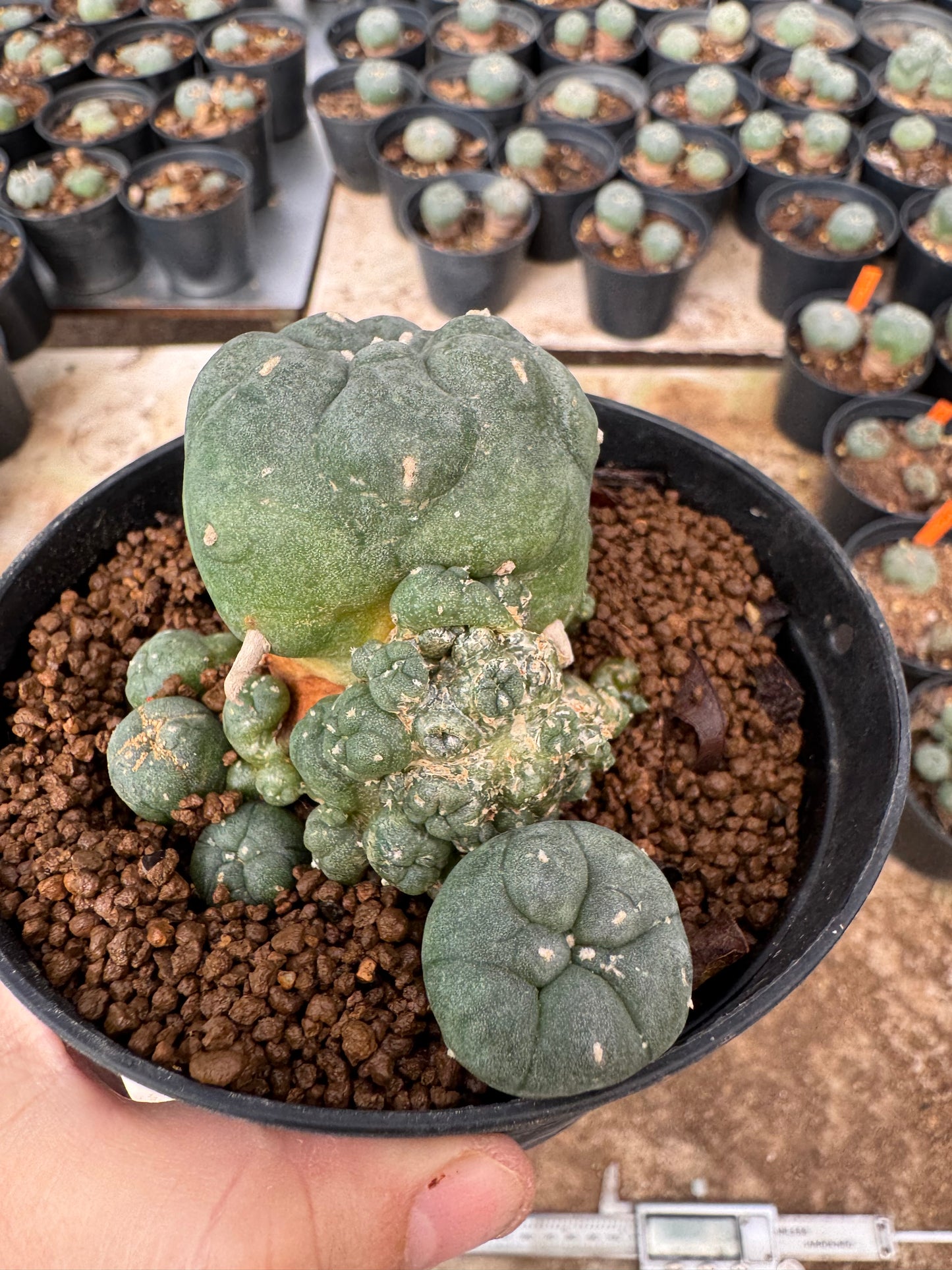 Lophophora williamsii – Peyote Cactus (6–7 cm, Own Root)
