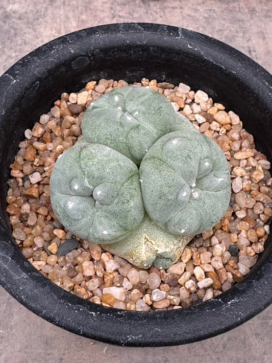 Lophophora williamsii – Peyote Cactus (Seed Grown, 3-3.5 cm, Own Root) 8 years old