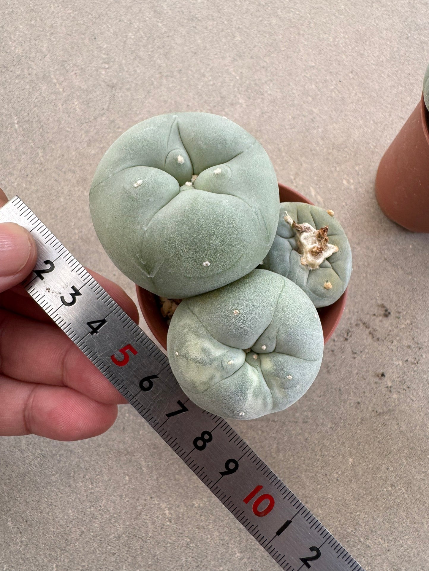 Rare Variegated Lophophora fricii Set | 2-Pot Collector's Bundle