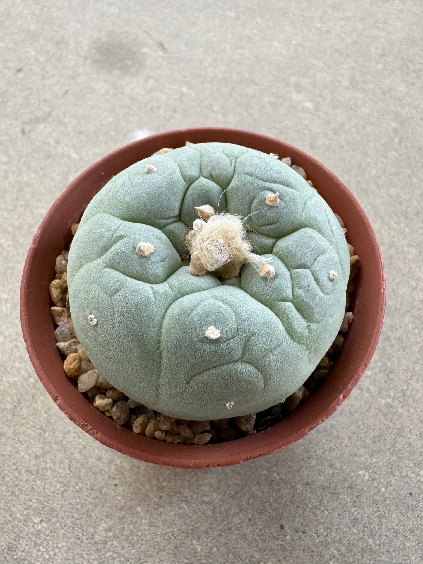 Lophophora fricii seedling