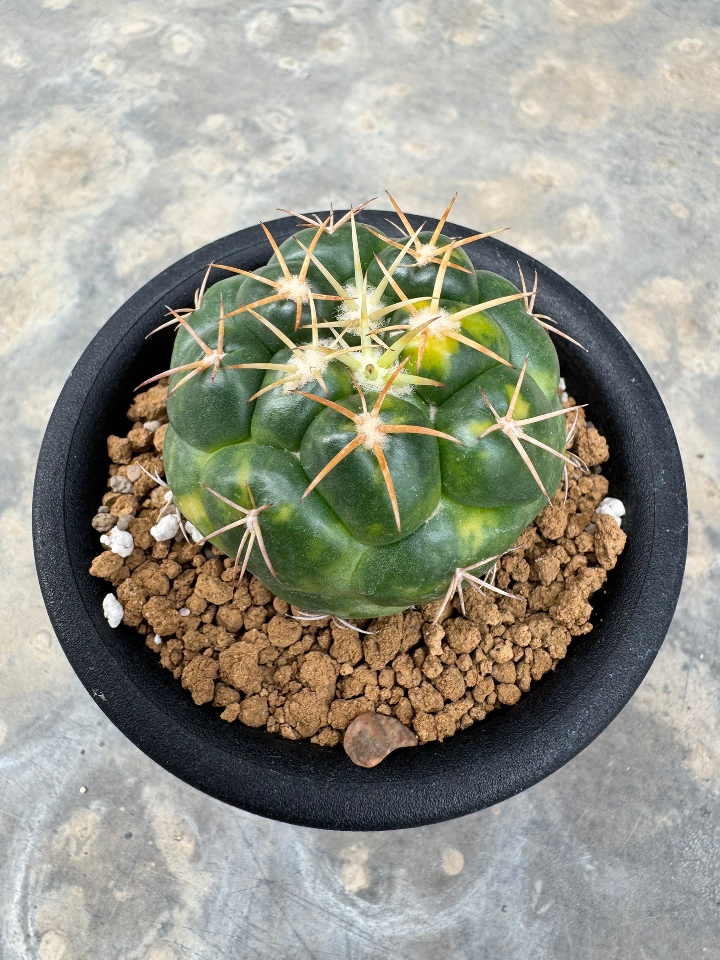 Coryphantha elephantidens | Well-Rooted Cactus Cutting (Large Tubercle Form)
