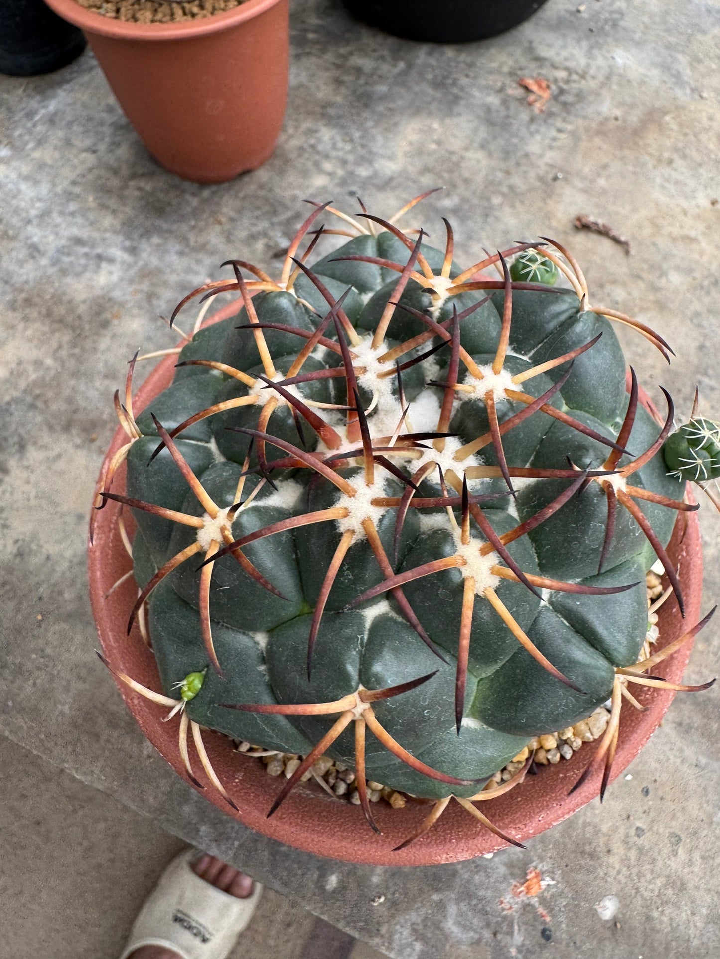 Rare Coryphantha elephantidens | Black Spine Variant Cactus (Rooted Cutting)
