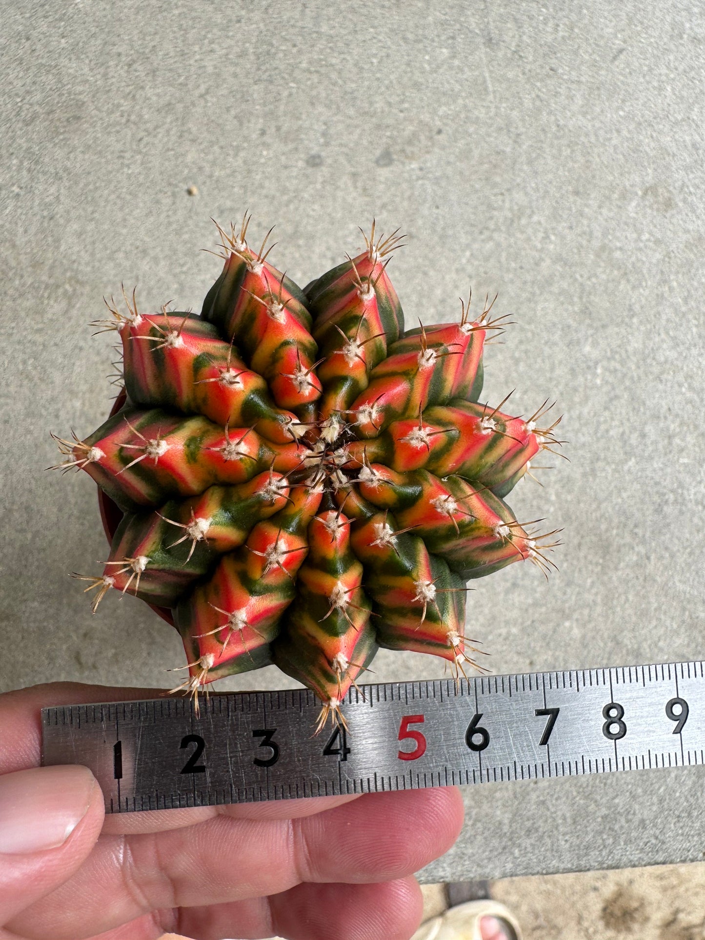 Gymnocalycium mihanovichii 'Christmas Light' Variegated (Rooted Offshoot)
