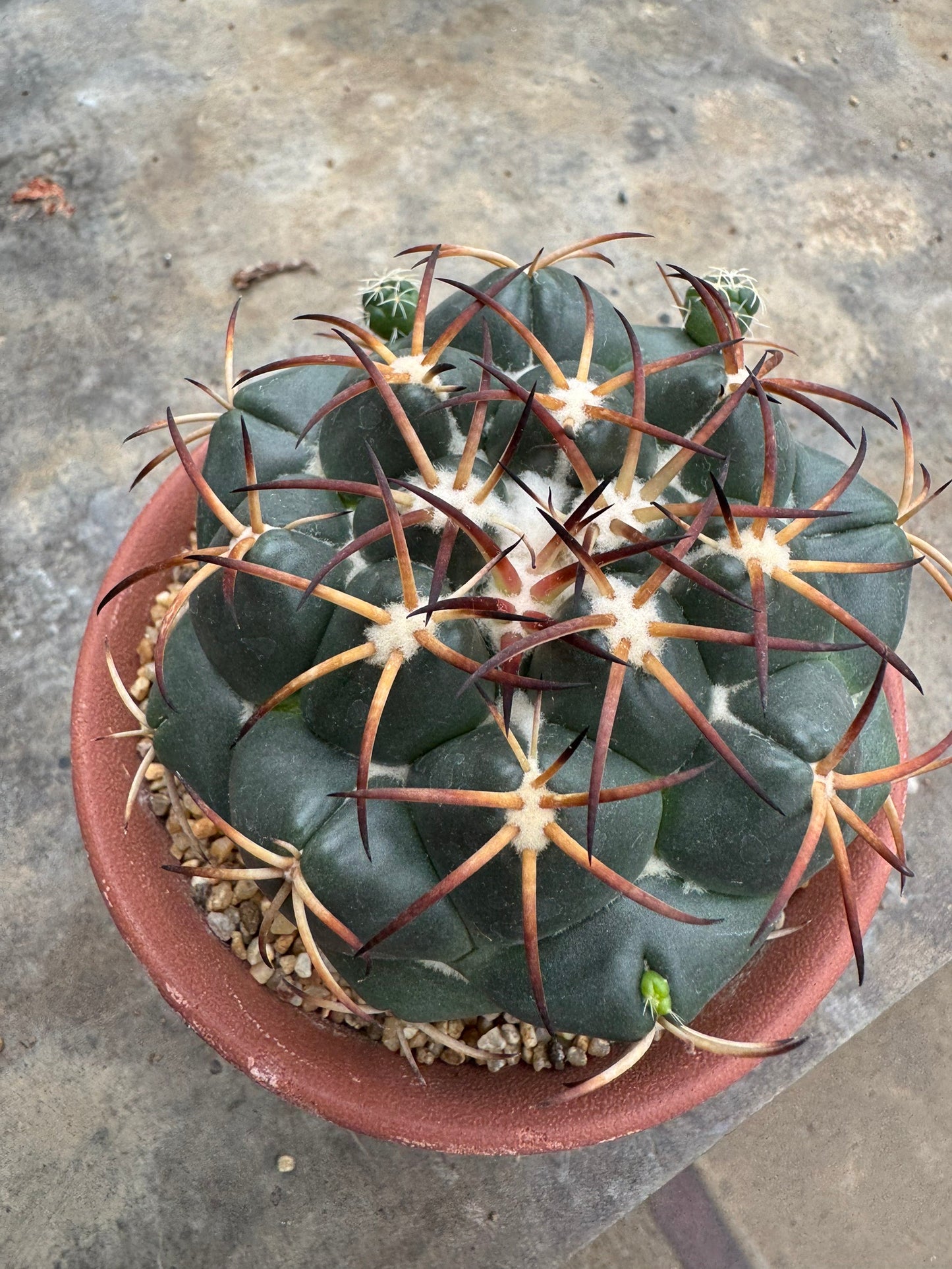 Rare Coryphantha elephantidens | Black Spine Variant Cactus (Rooted Cutting)