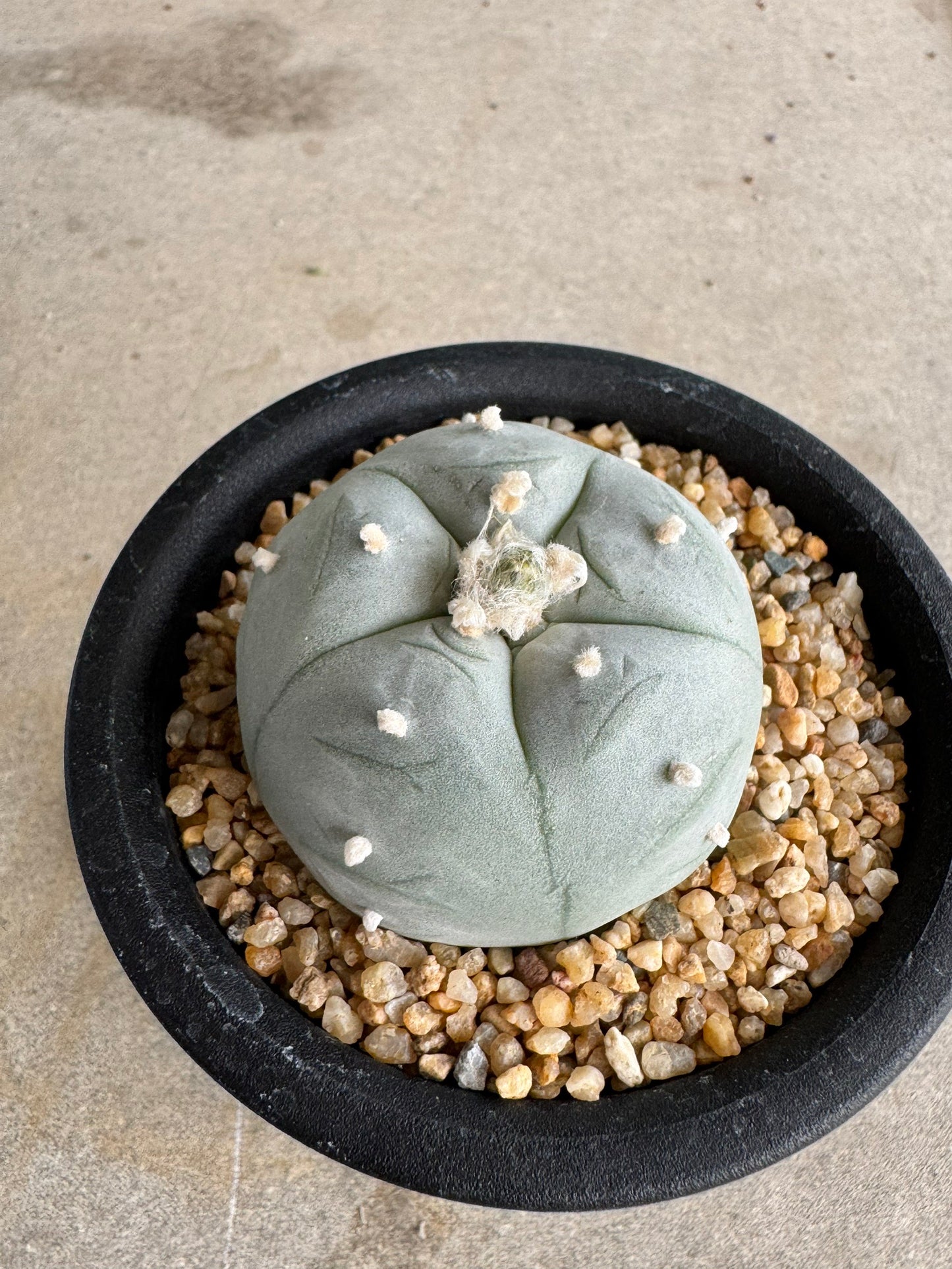 Lophophora williamsii v. texana (Seed-Grown) – Authentic Star Cactus