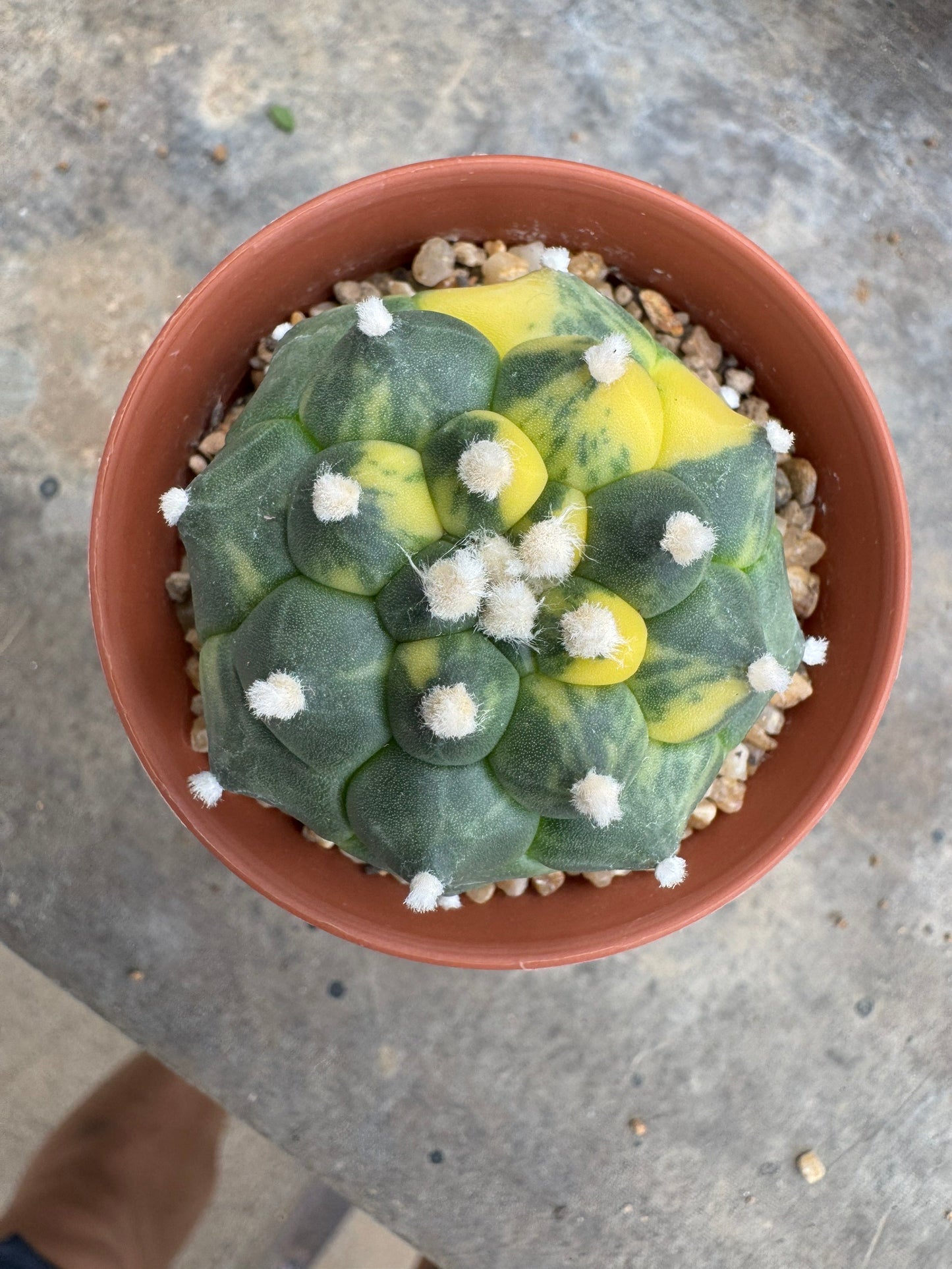 Rare Astrophytum asterias nudum 'Kikko' (Seed-Grown) – Premium Collector's Cactus