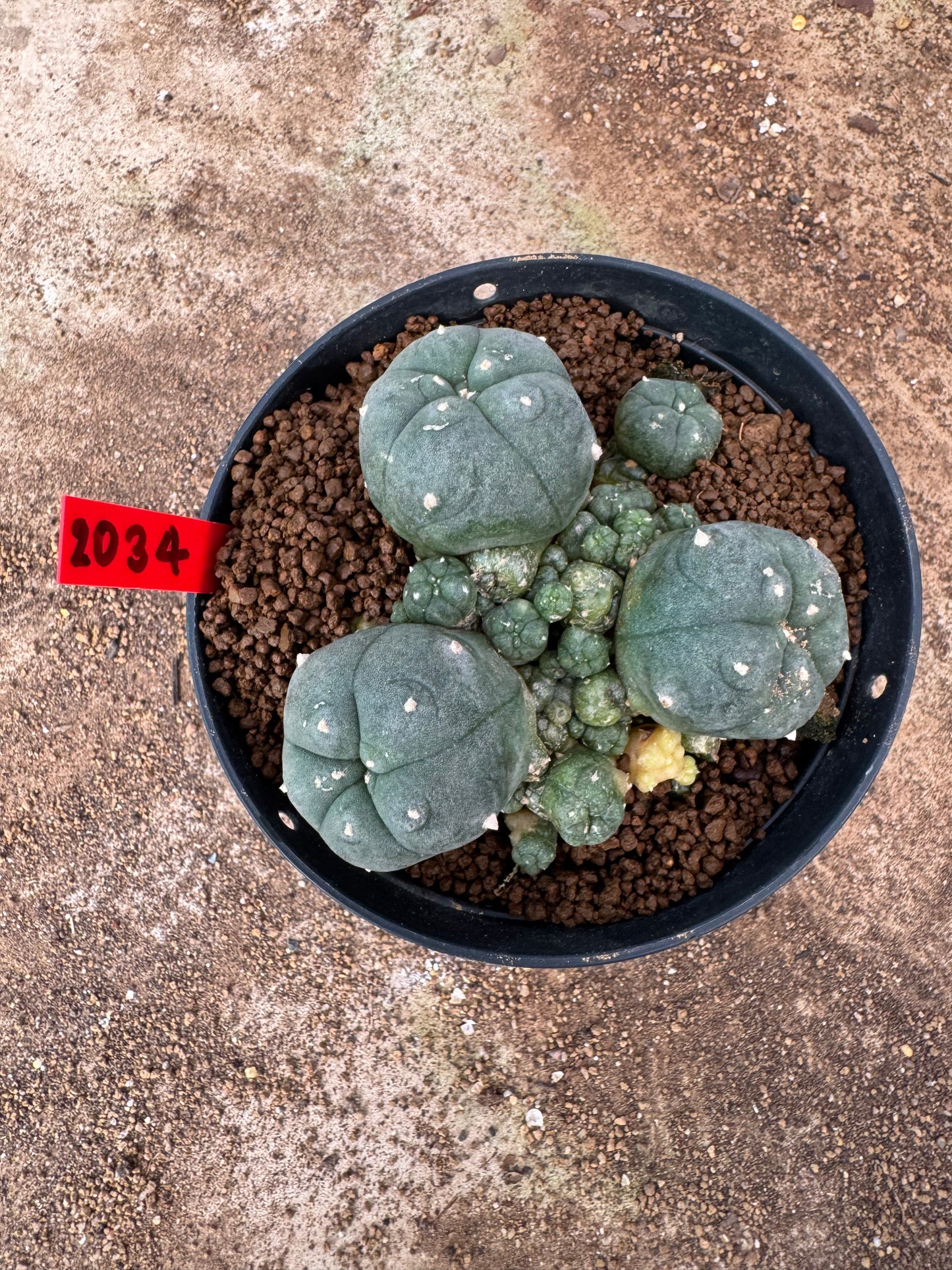 Lophophora williamsii – Peyote Cactus (4-6 cm, Own Root)