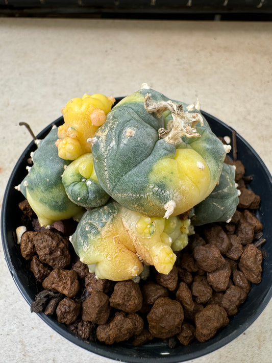 Lophophora williamsii variegata – Peyote Cactus (6–7 cm, Own Root)