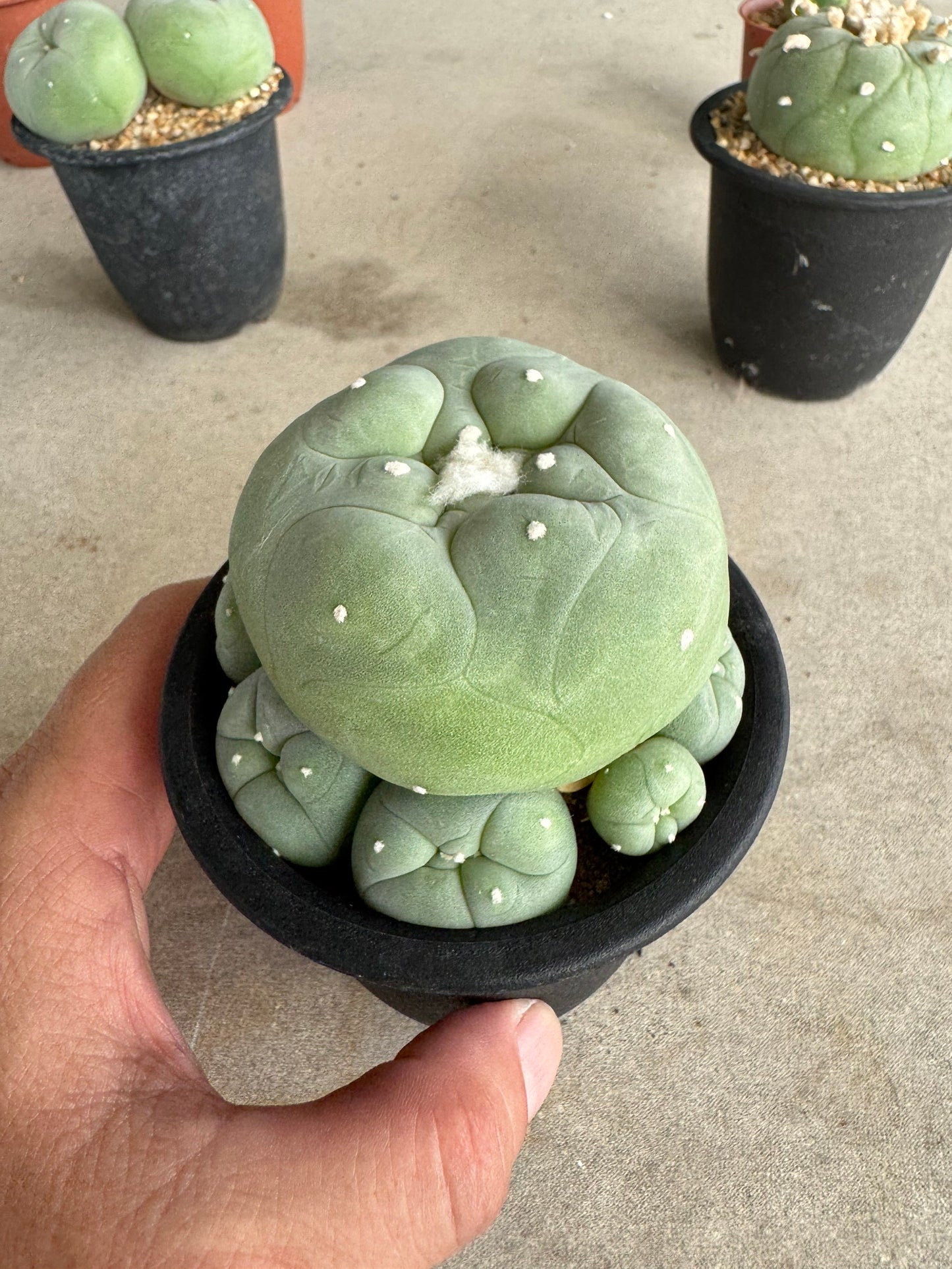 Rare Seed-Grown Lophophora diffusa | Premium Established Seedling (Own Roots) (Copy)