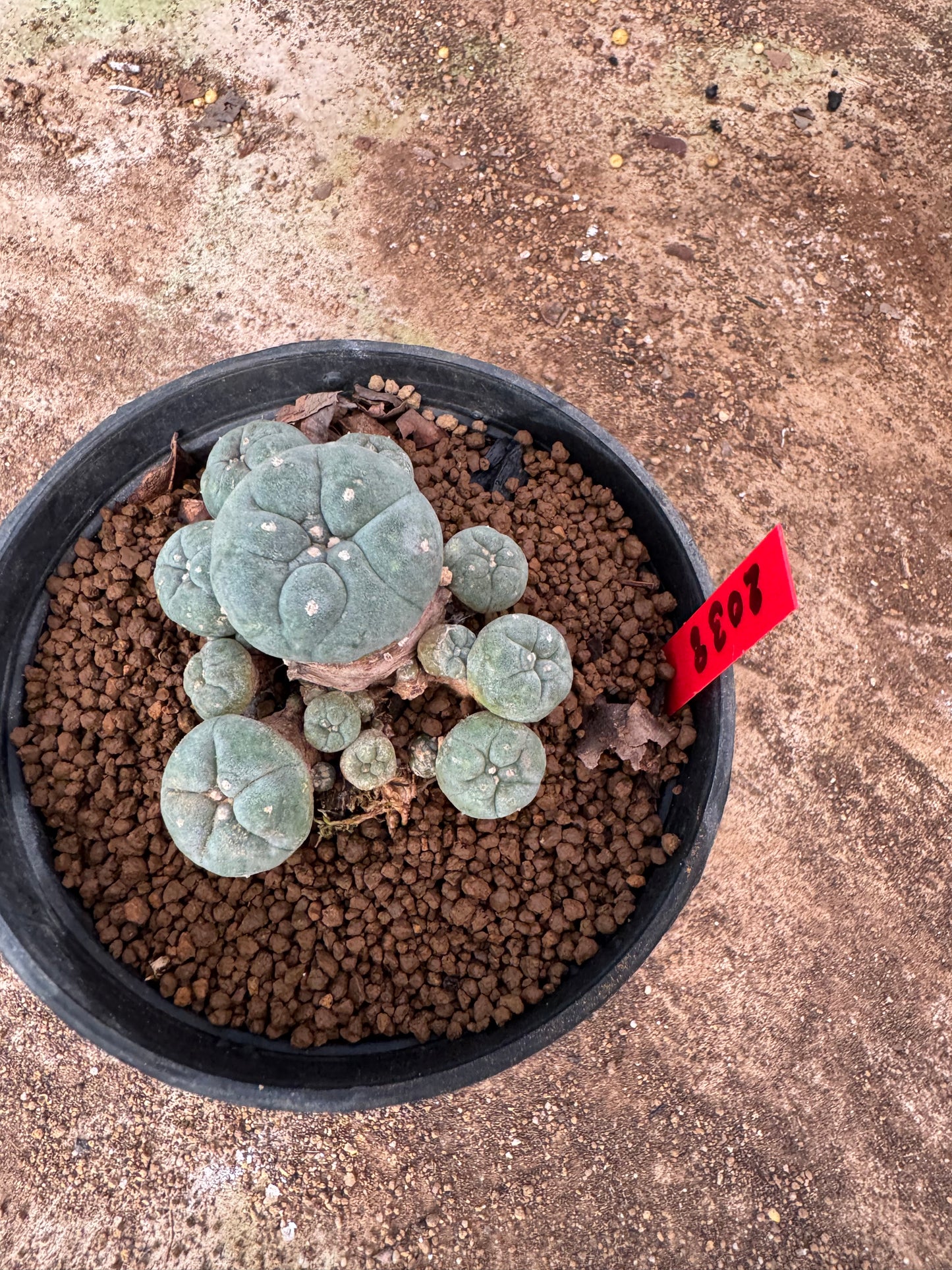 Lophophora williamsii – Peyote Cactus (4-6 cm, Own Root)