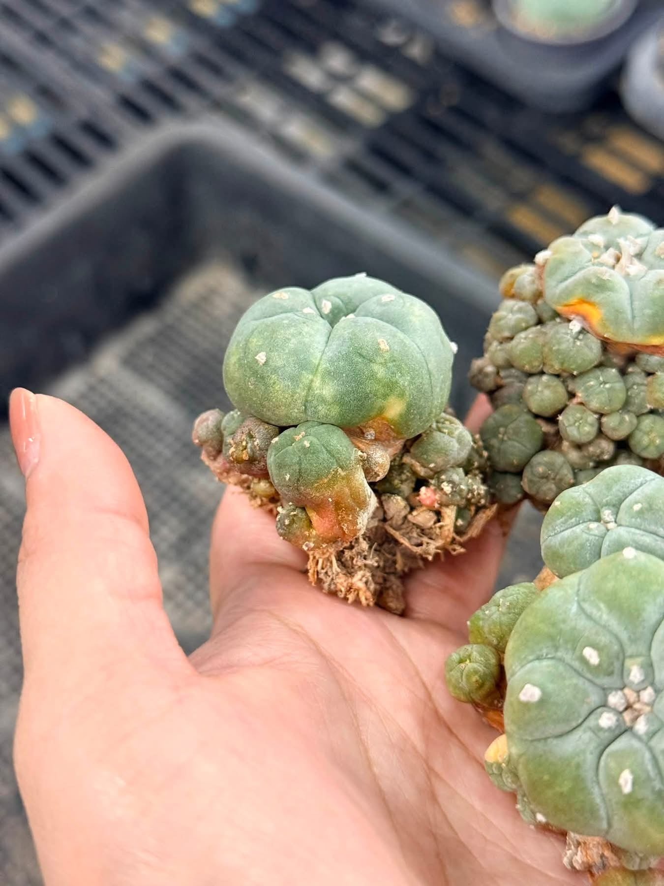 50 Lophophora williamsii (15 Variegated & 35 Normal) – Peyote Cactus (Seed Grown, 3-3.5 cm, Own Root) 12 years old