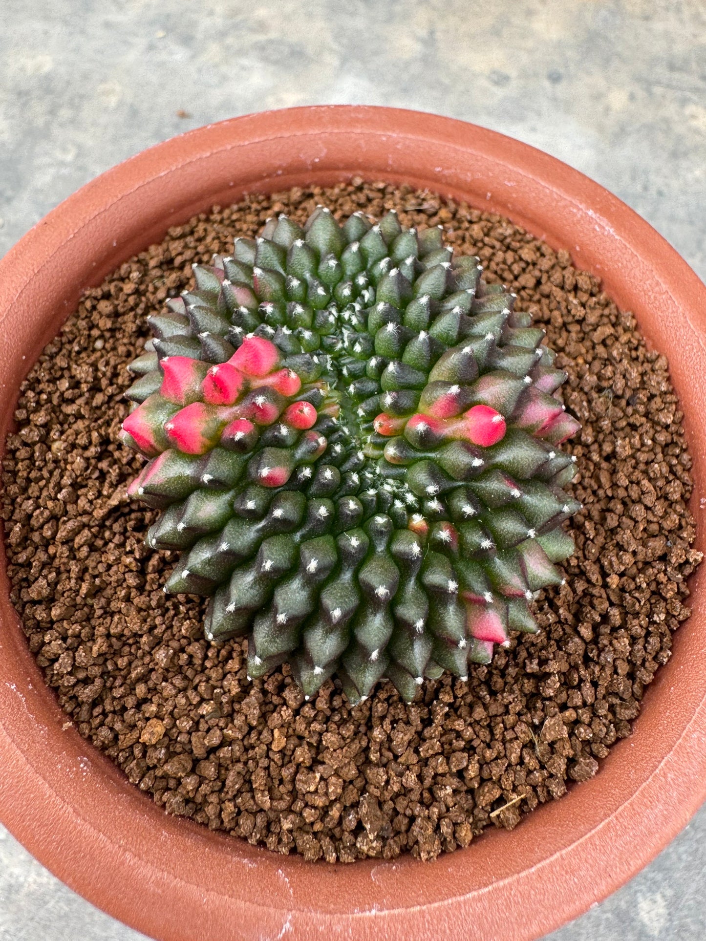Gymnocalycium Cristata Variegated | Spineless & Seed-Grown Premium Cactus